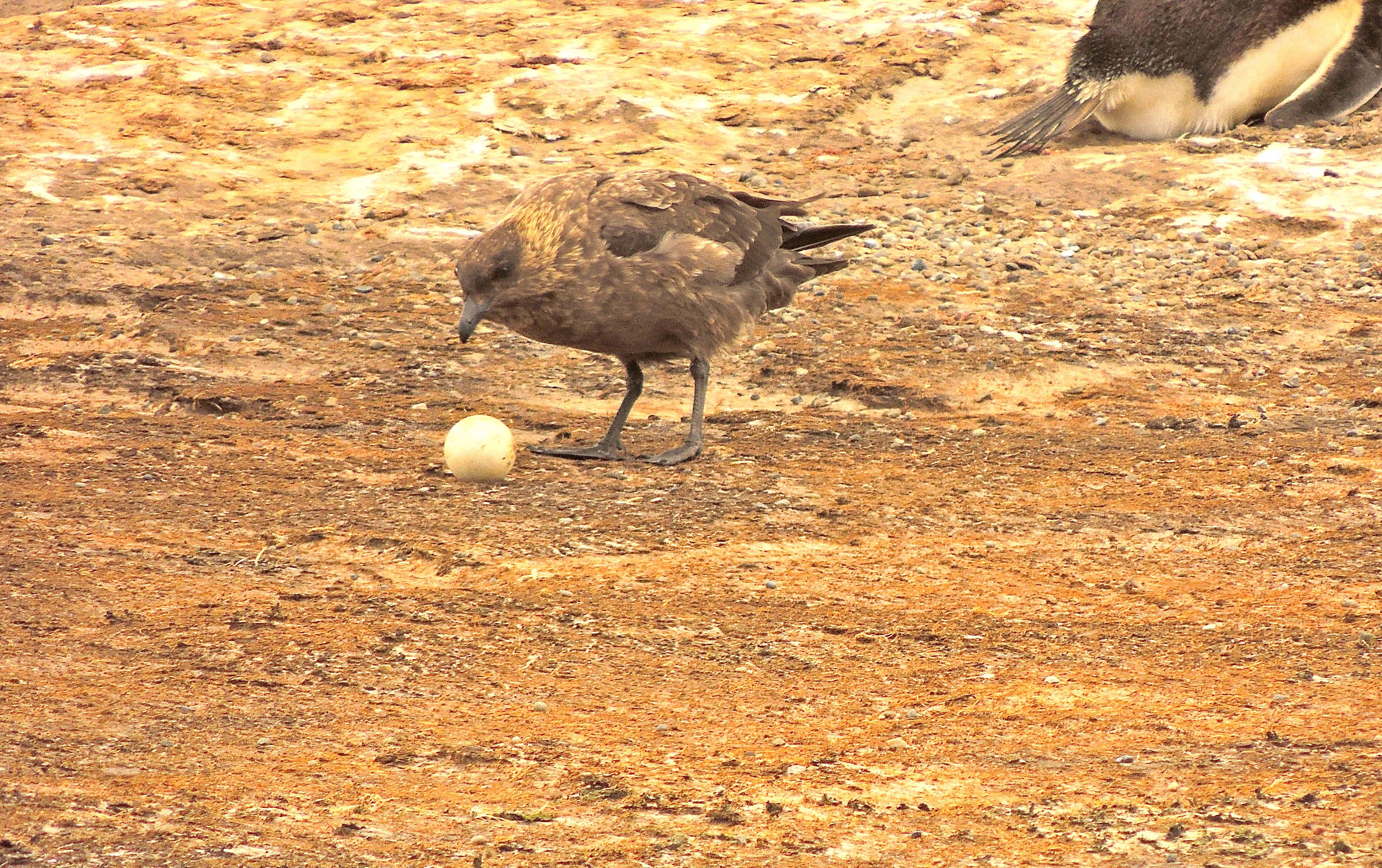 Falklands Brown Skua