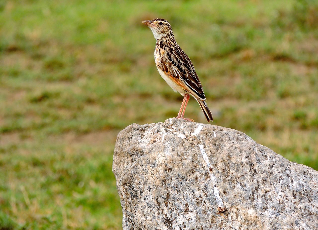 Fawn-colored Lark