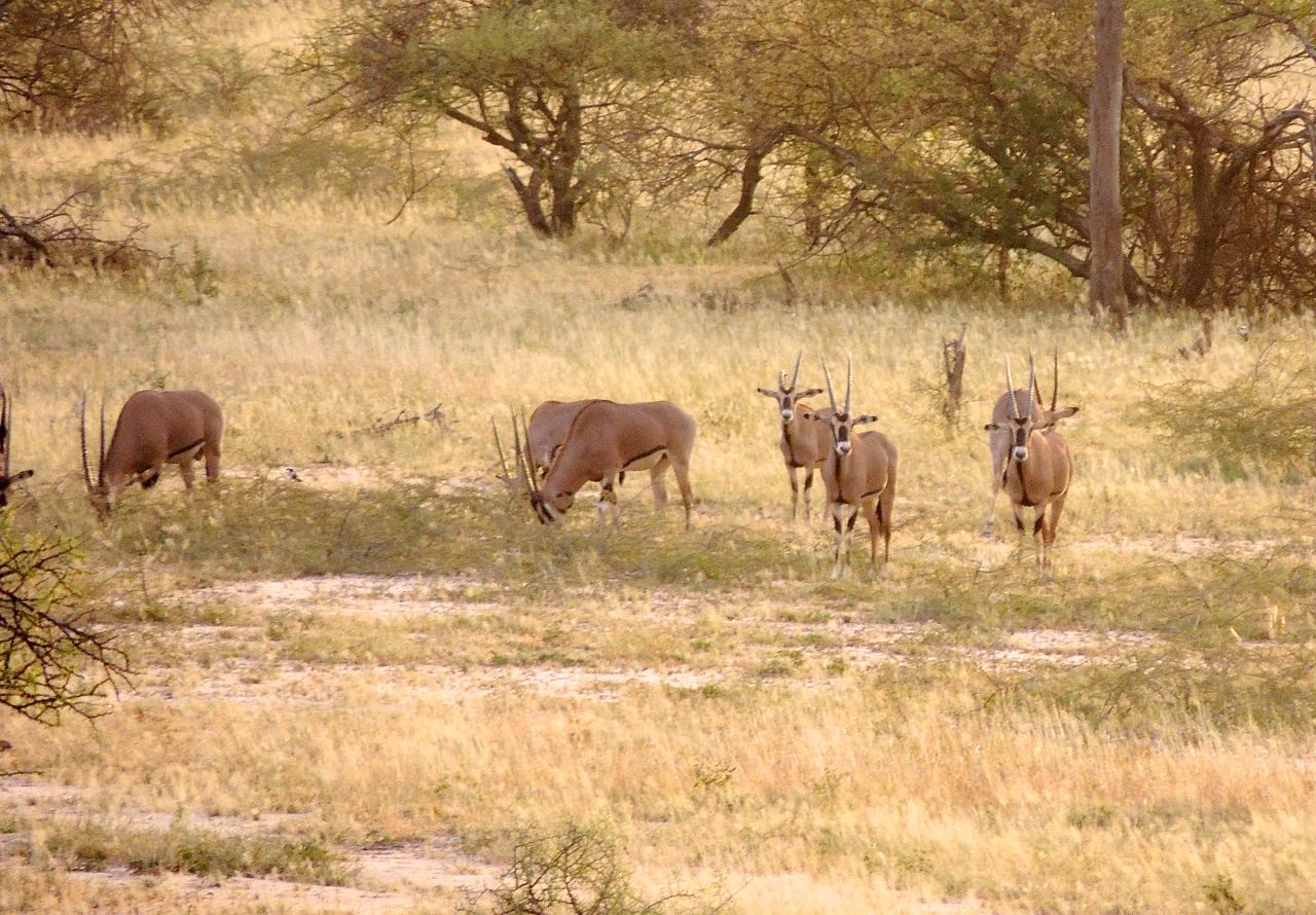 Fringe-eared Oryxes