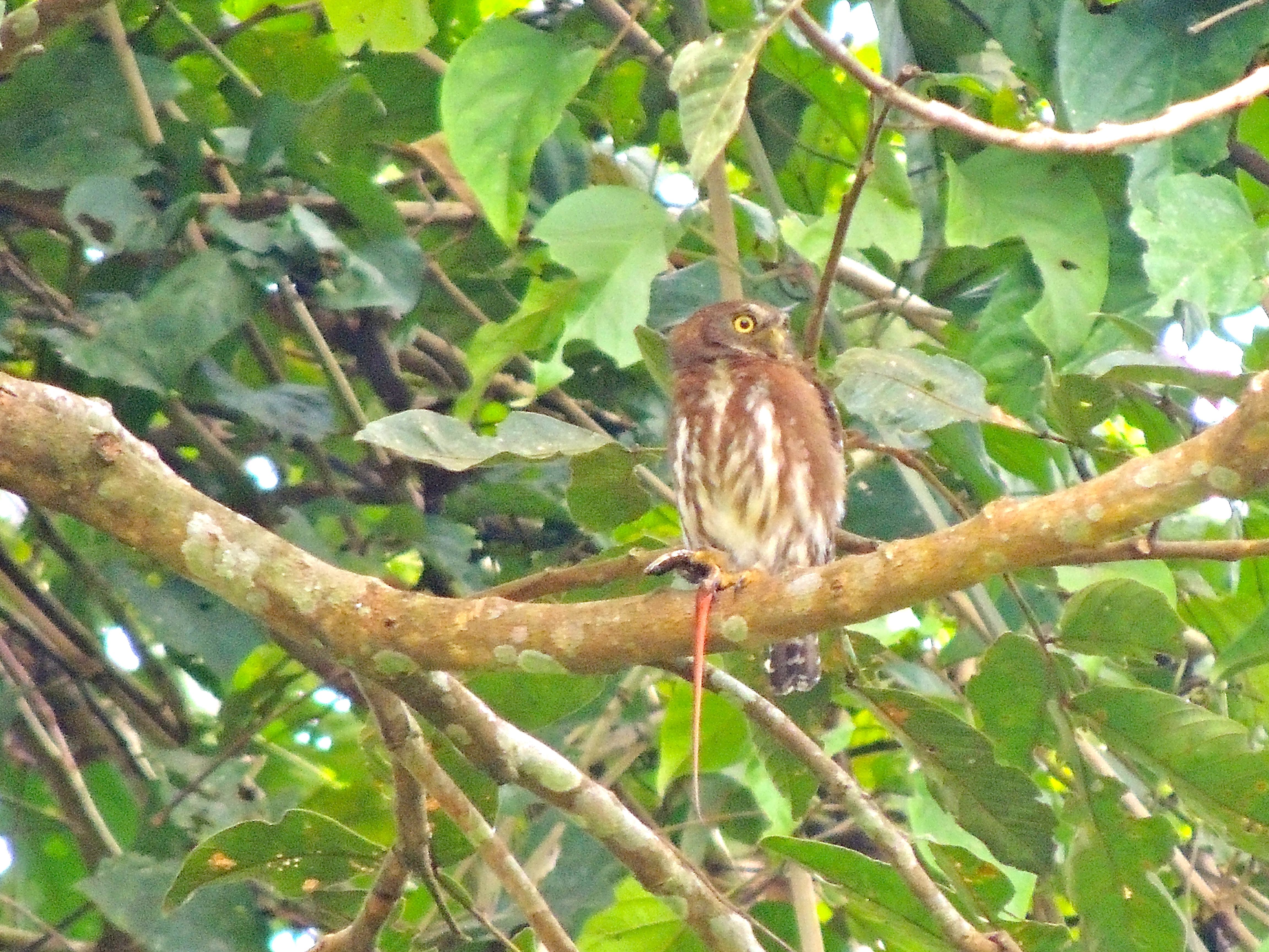 Ferruginous Pygmy-Owl