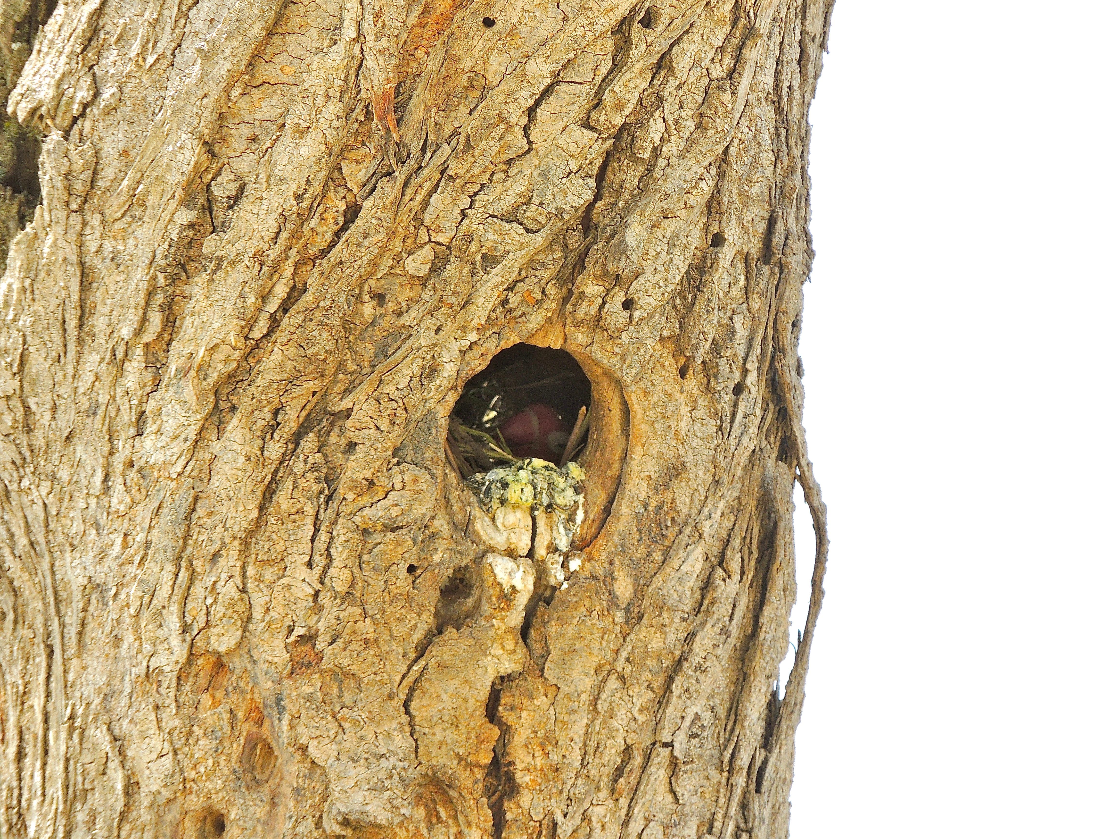 Fischer's Lovebird Nest