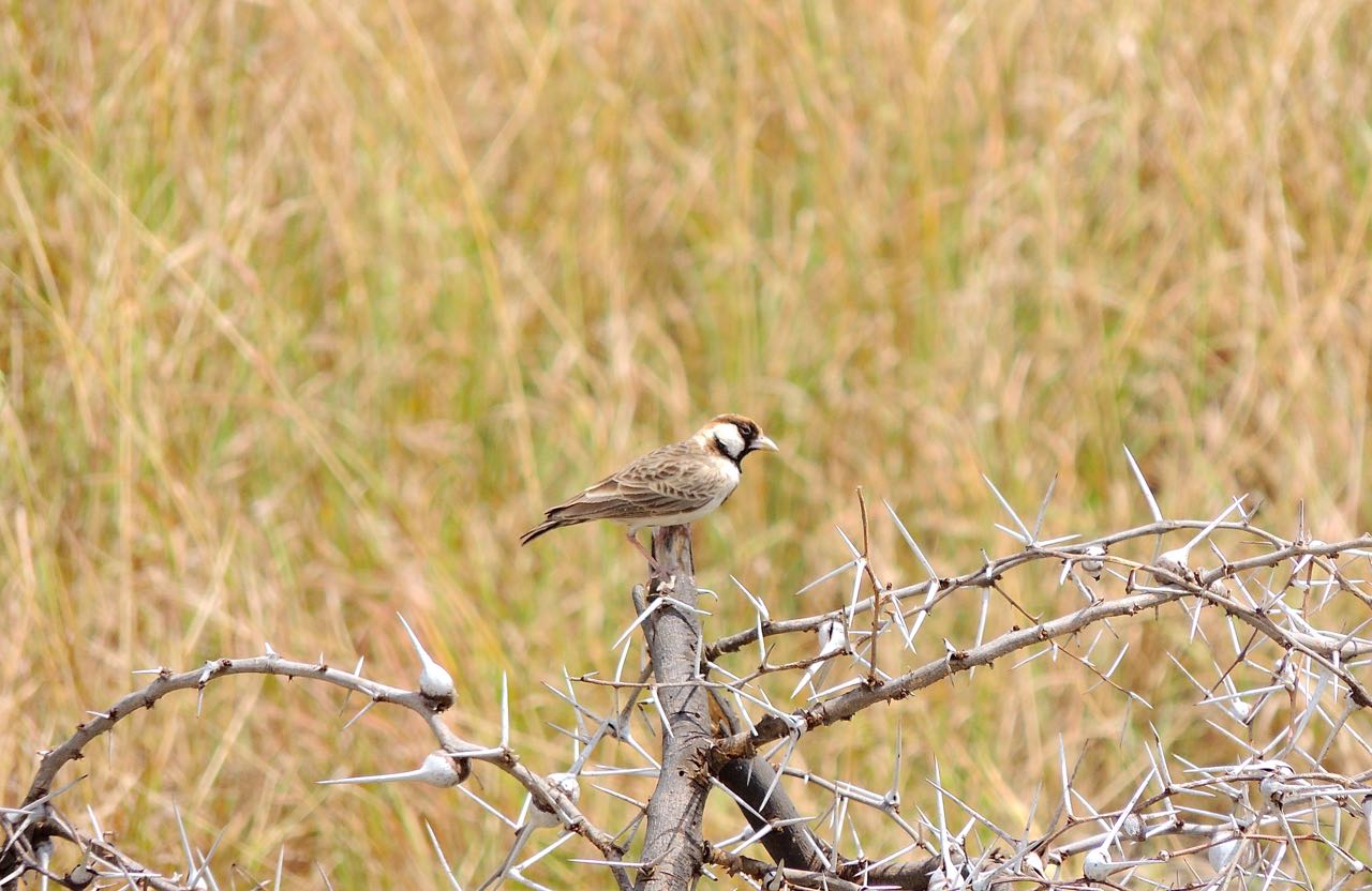 Fischer's Sparrow-Lark