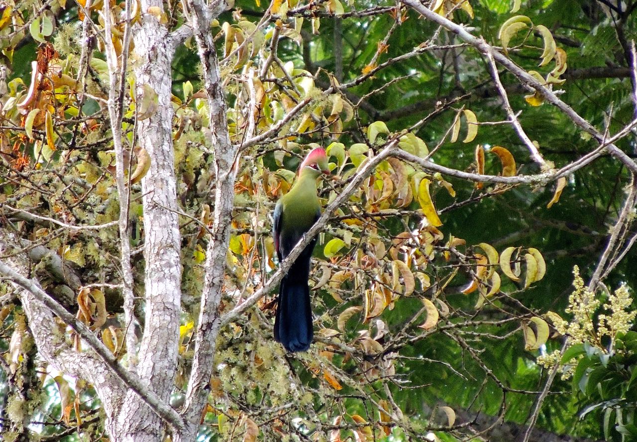 Fischer's Turaco