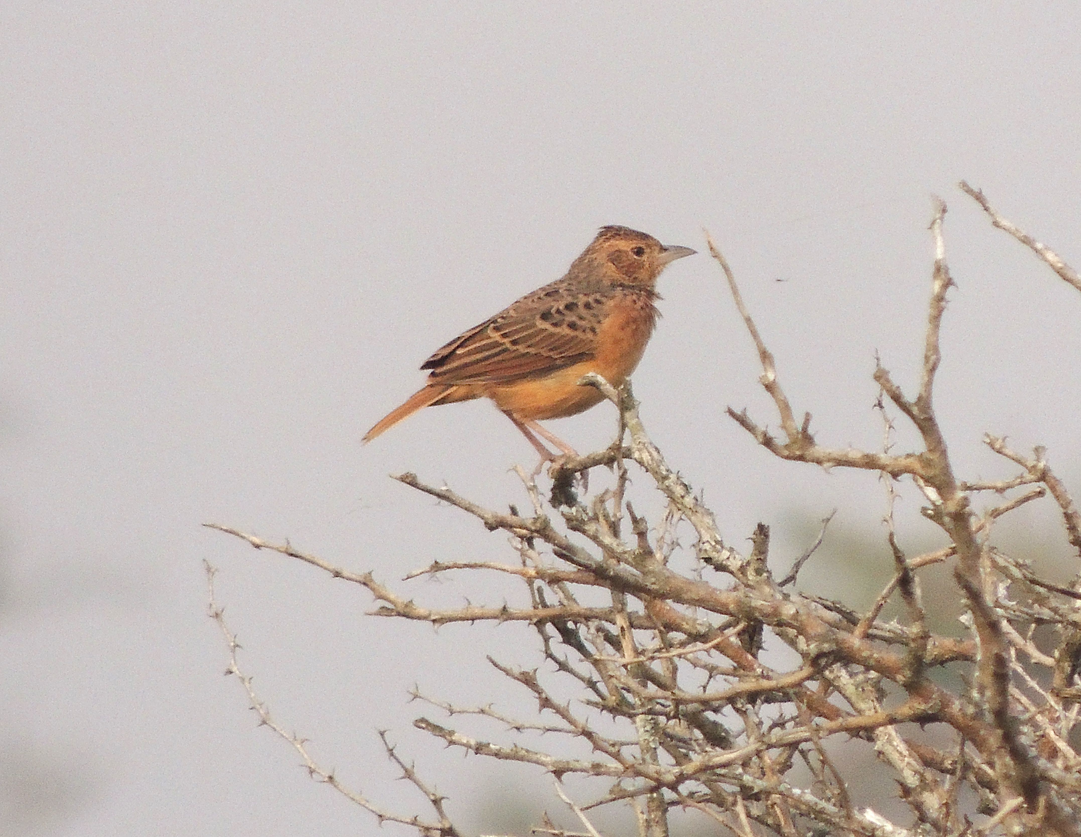 Flappet Lark