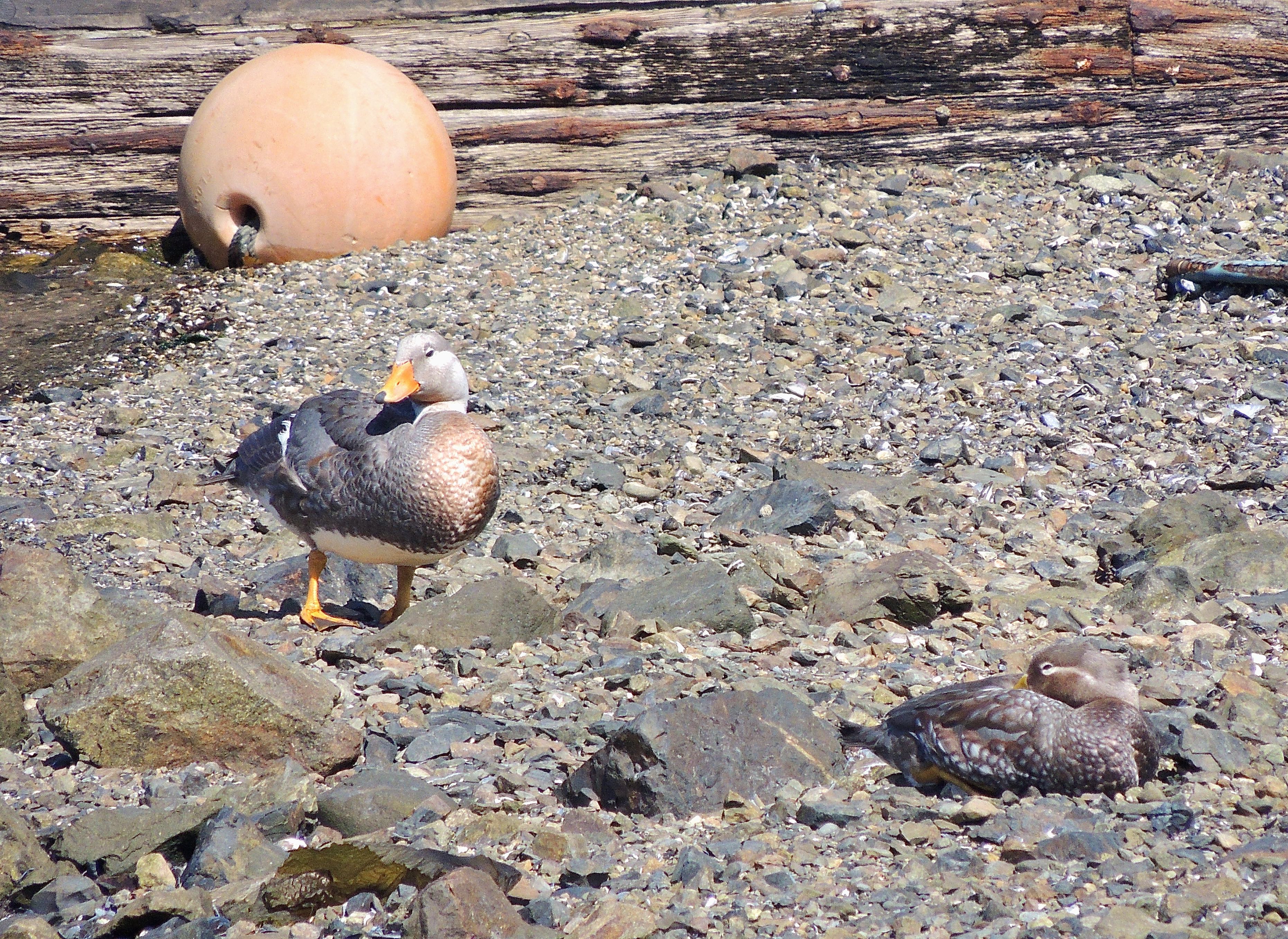 Flying Steamer-Ducks