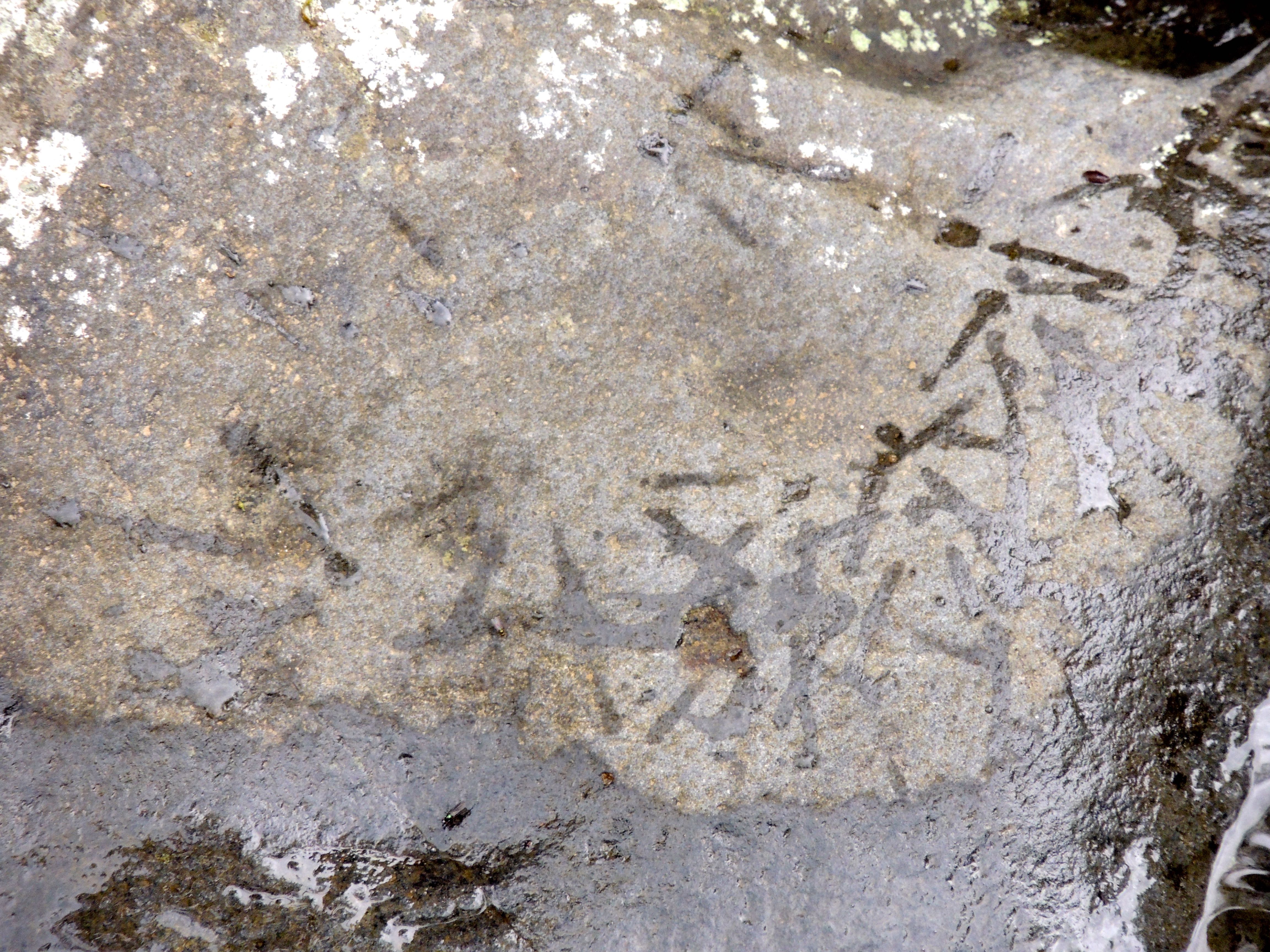 Sunbittern Footprints