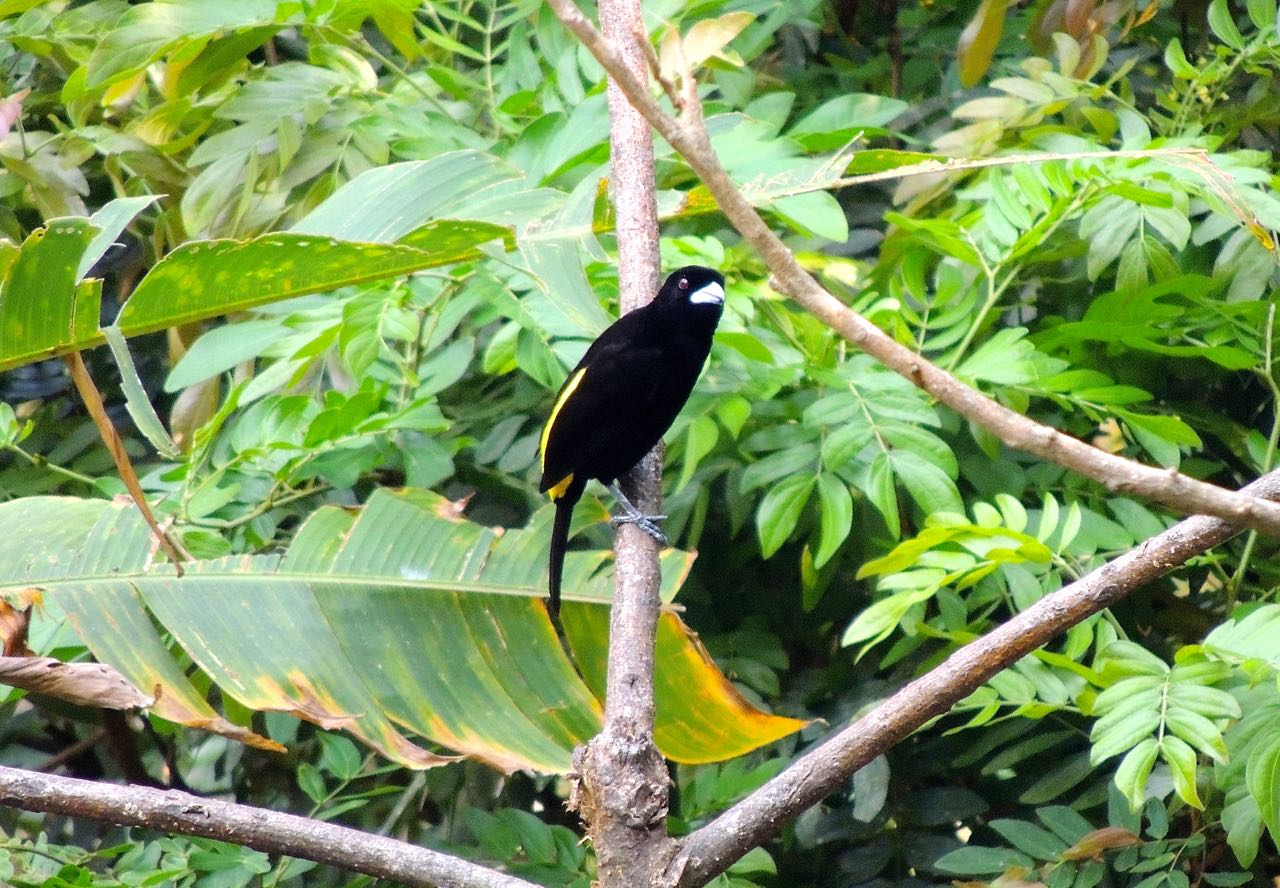 Flame-rumped Tanager