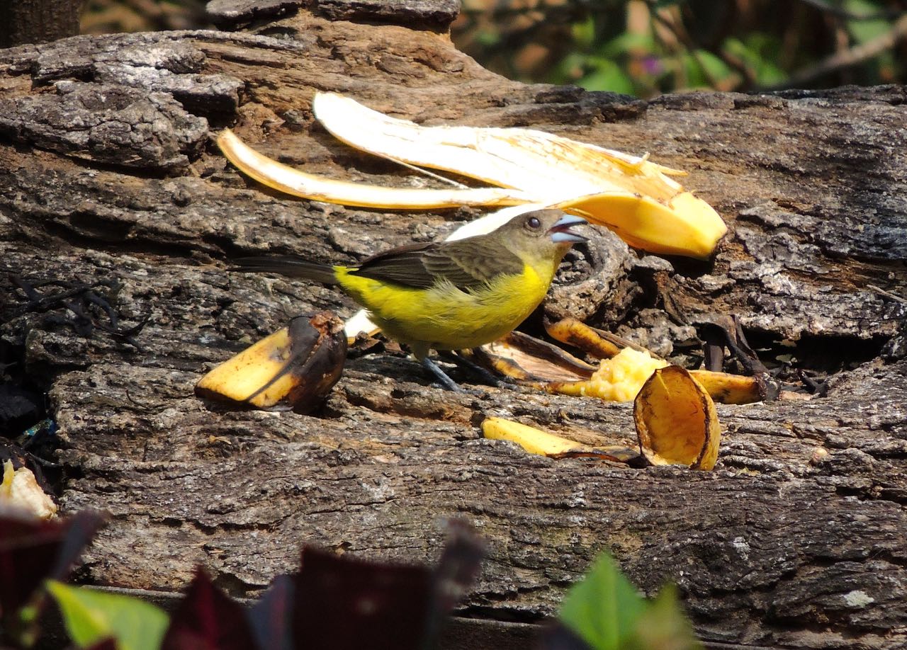 Crimson-backed Tanager