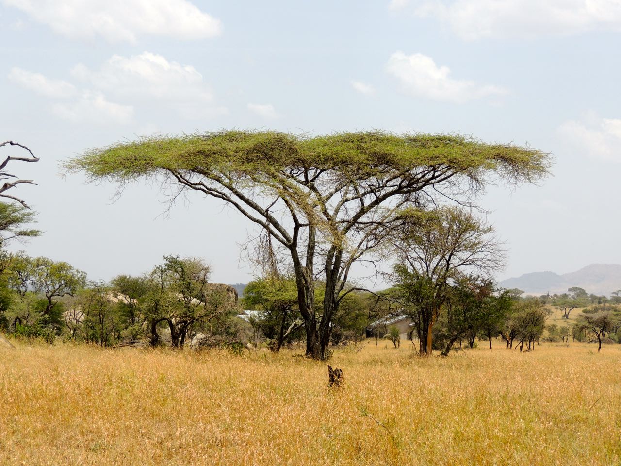 Flat Top Acacia