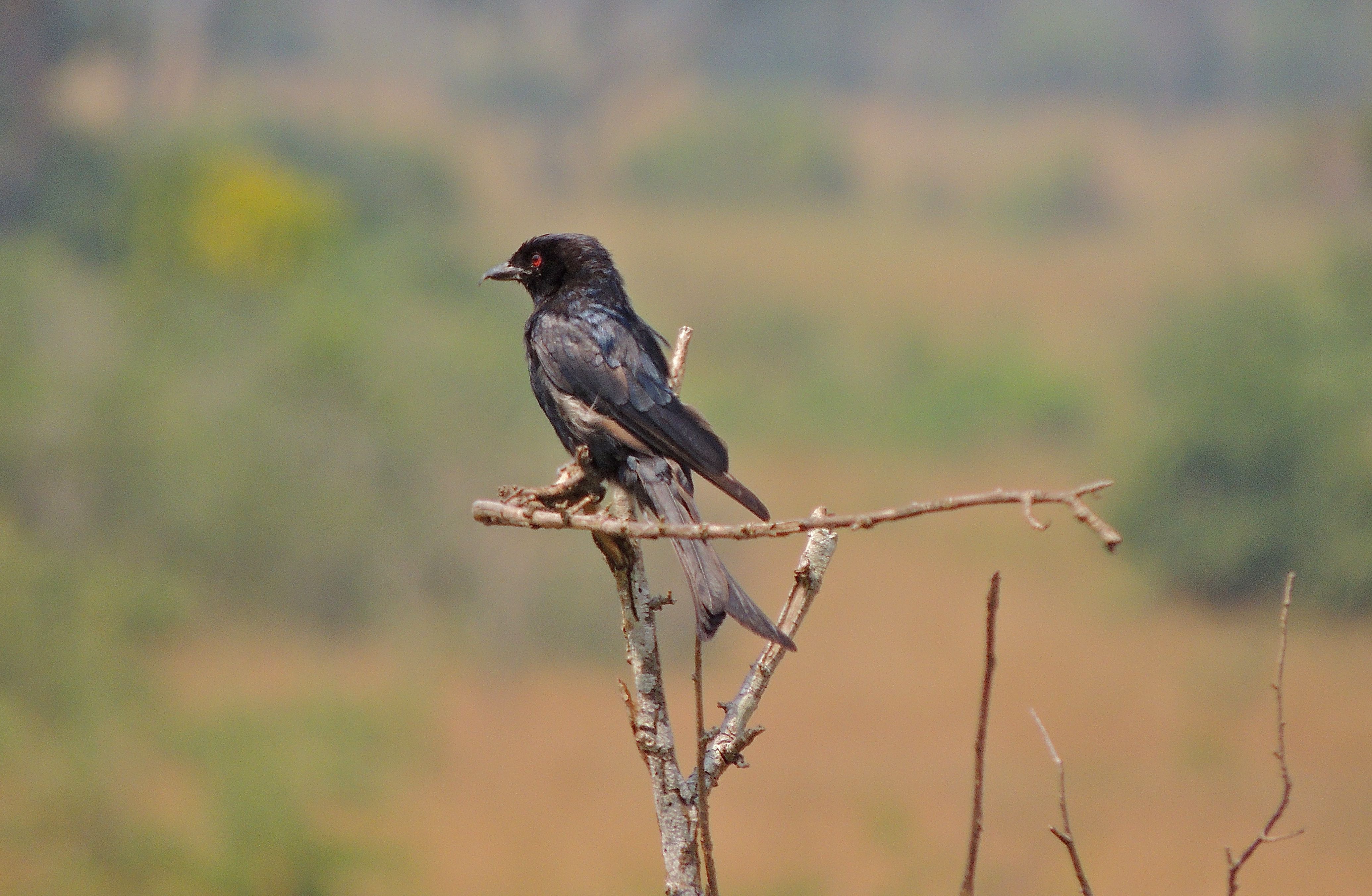 Fork-tailed Drongo