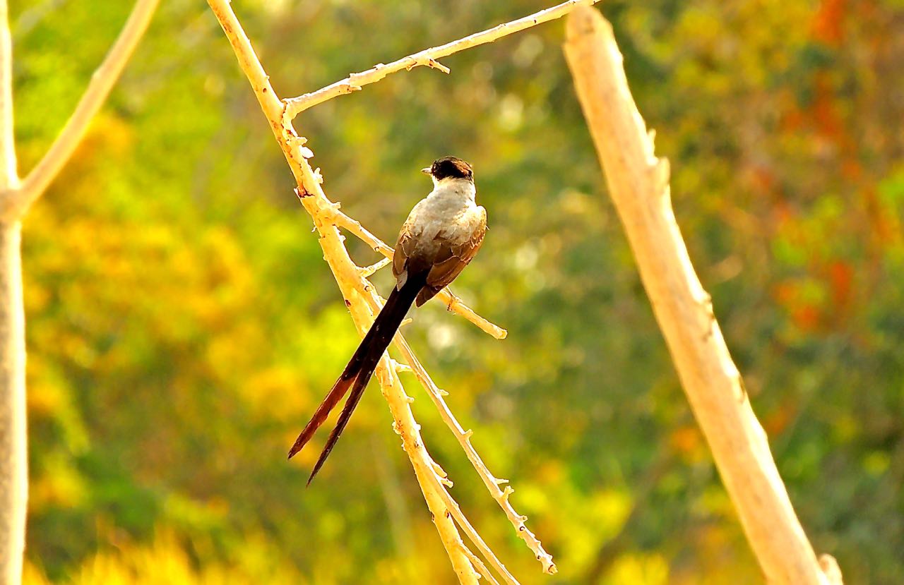 Fork-tailed Flycatcher