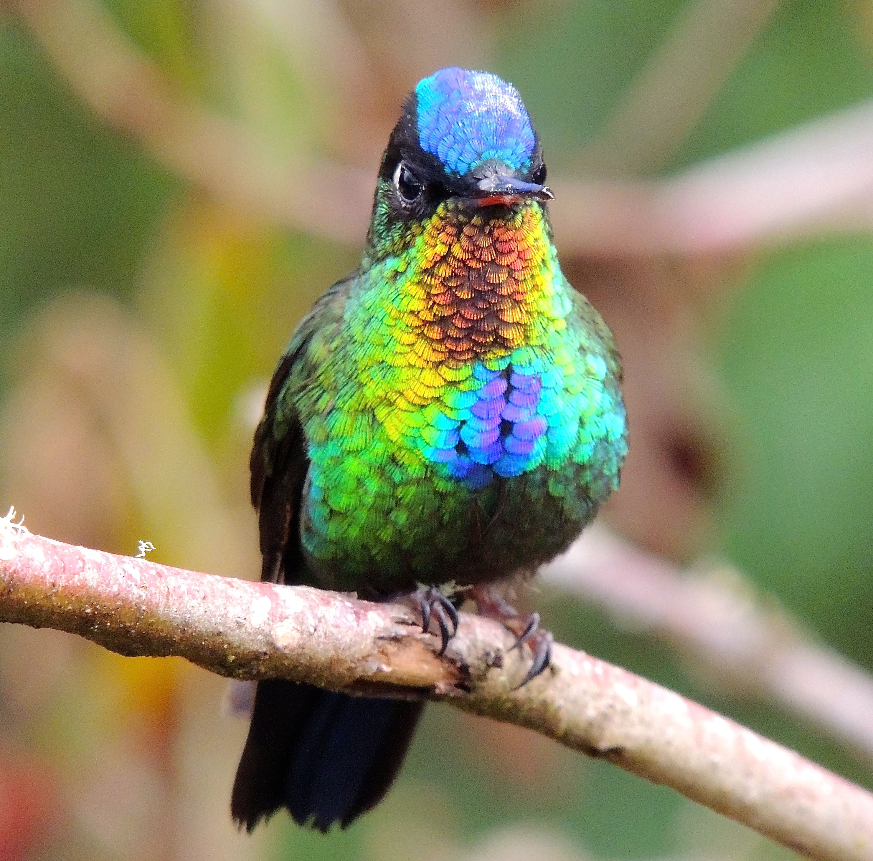 Fiery-throated Hummingbird