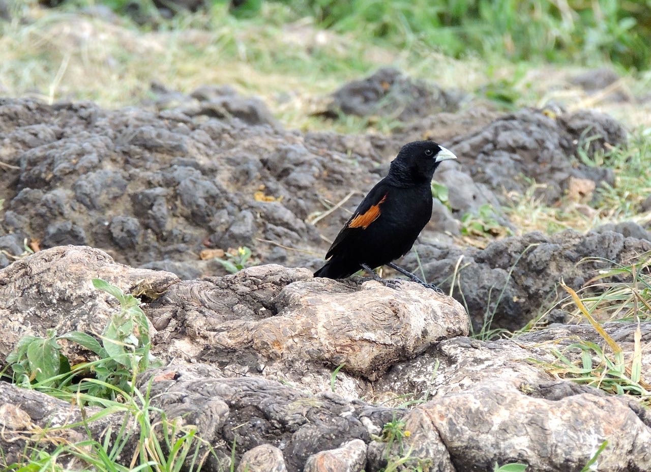 Fan-tailed Widowbird