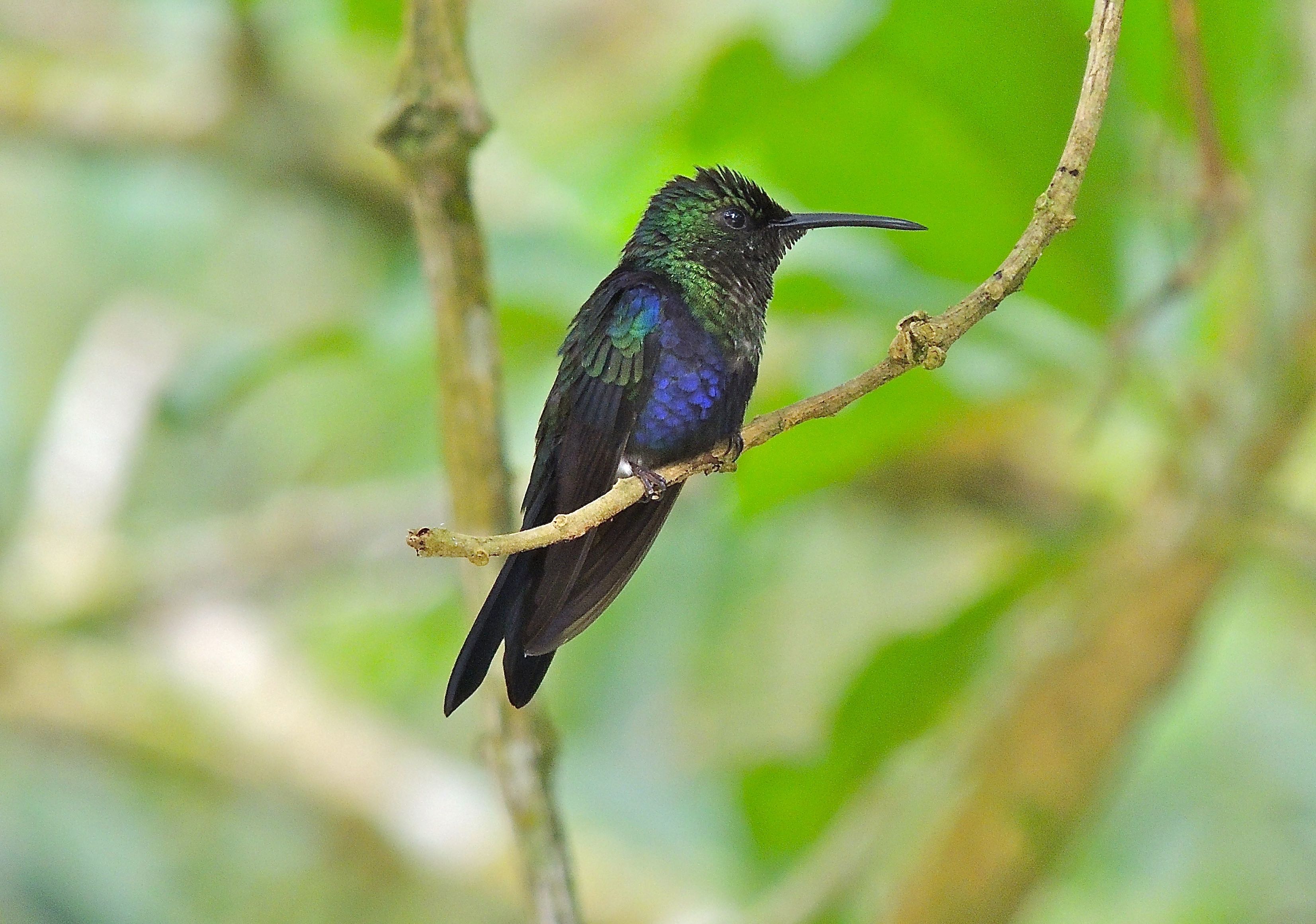 Fork-tailed Woodnymph