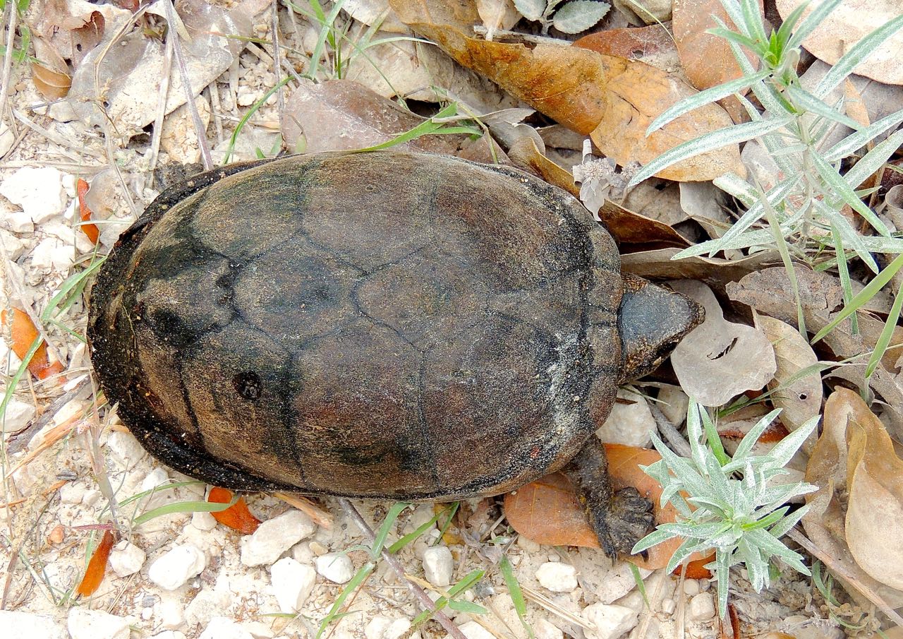 Furrowed Wood Turtle