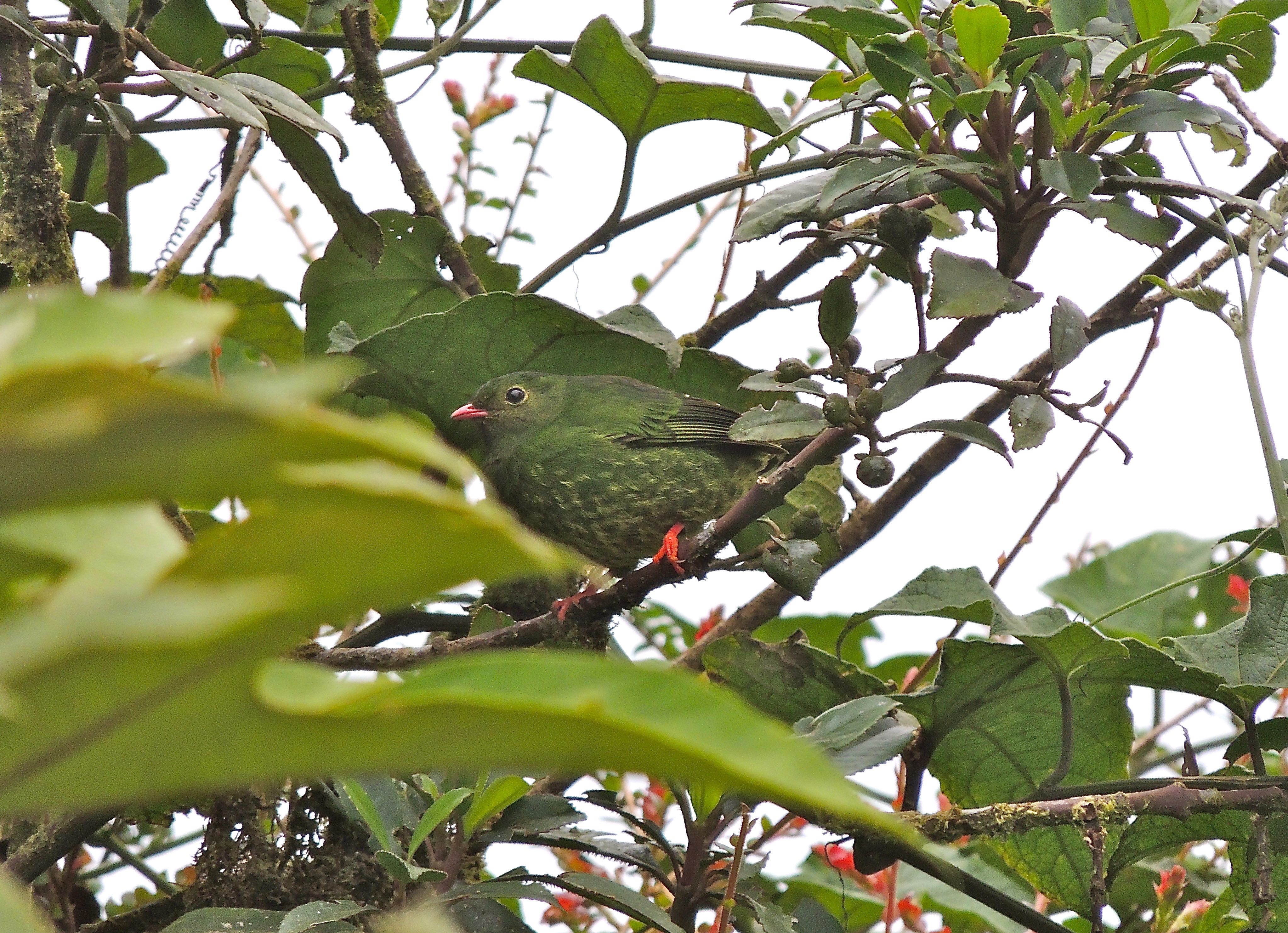 Green-and-Black Fruiteater