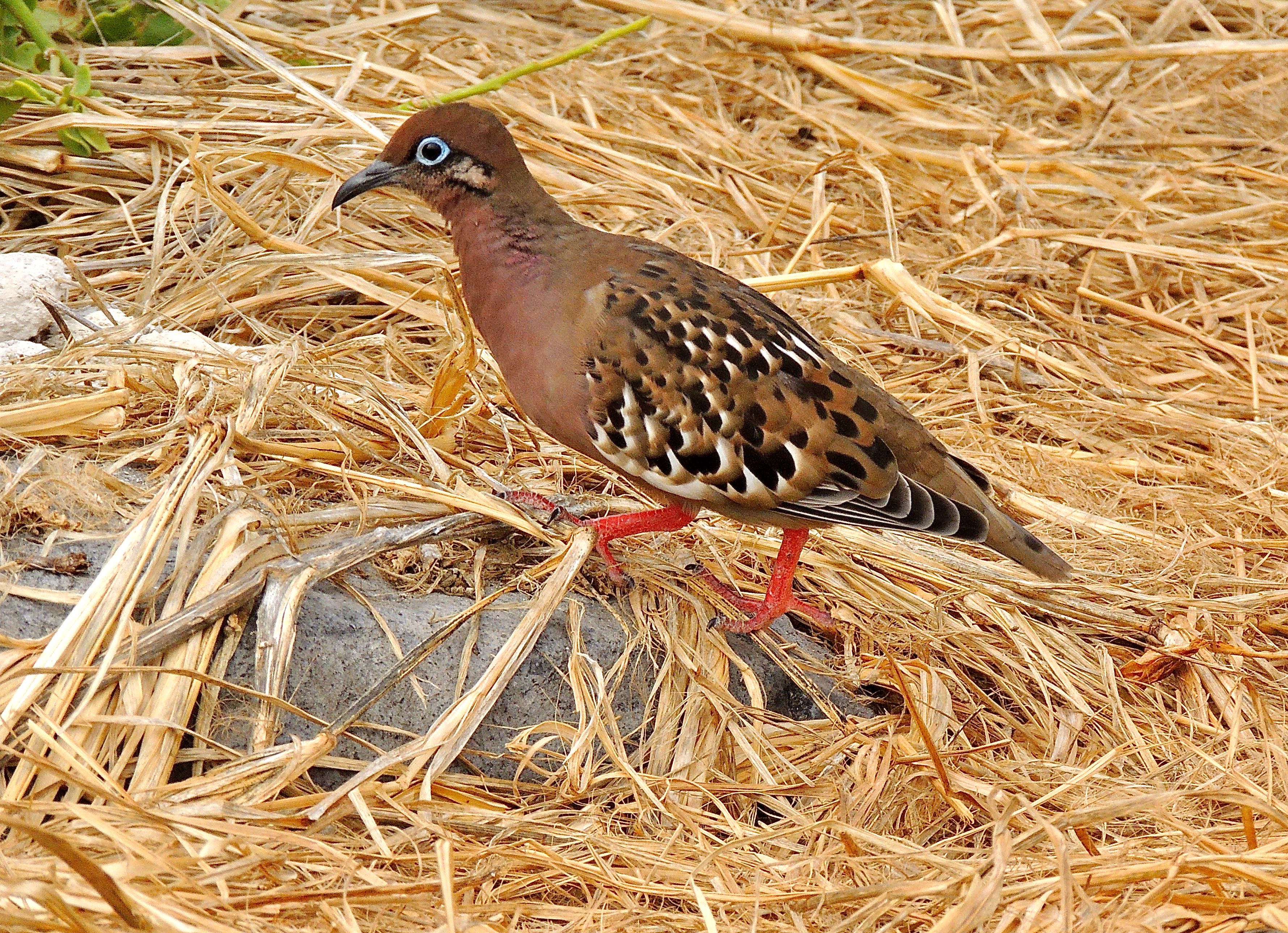 Galapagos Dove