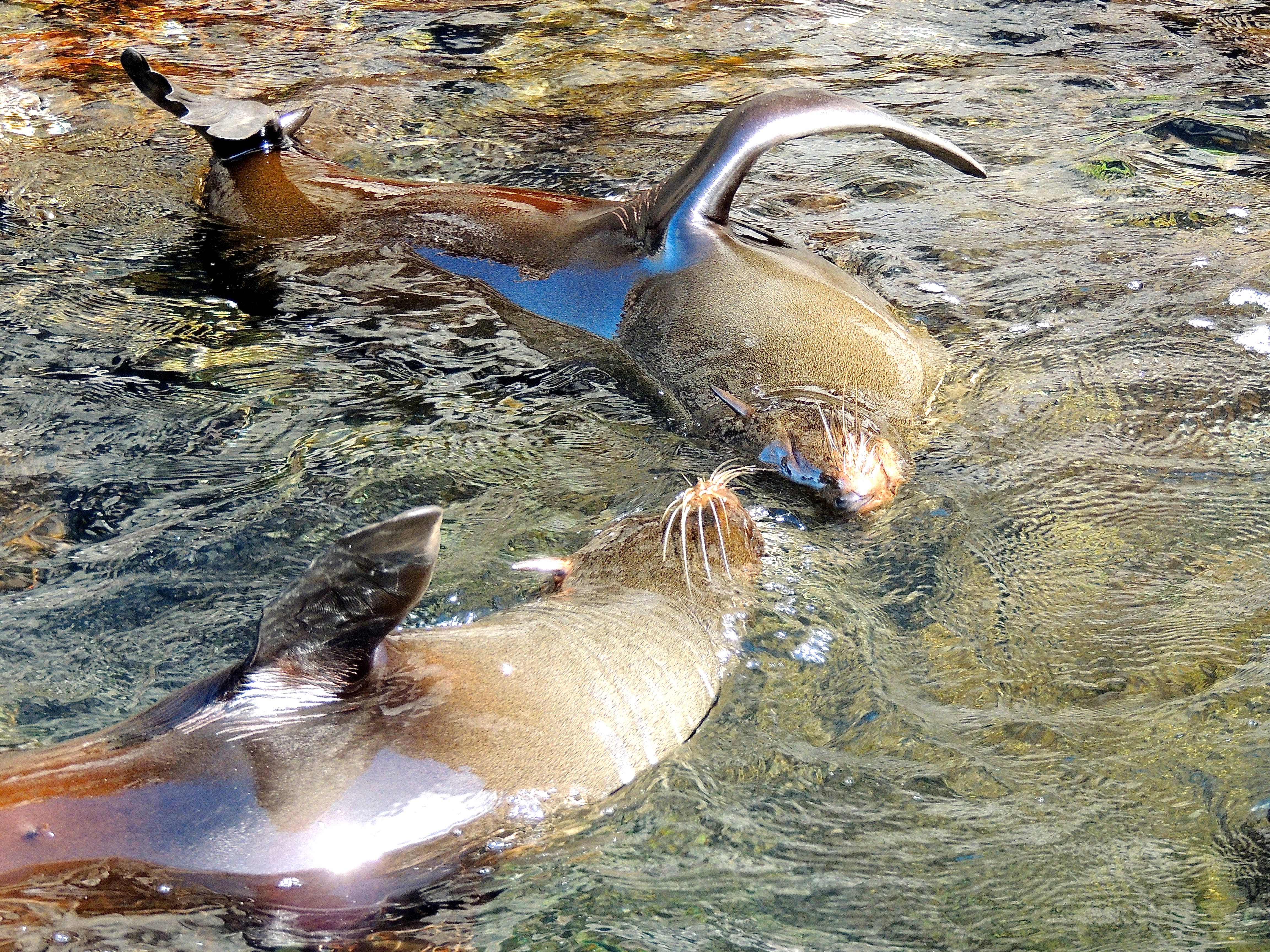 Galapagos Fur Seals