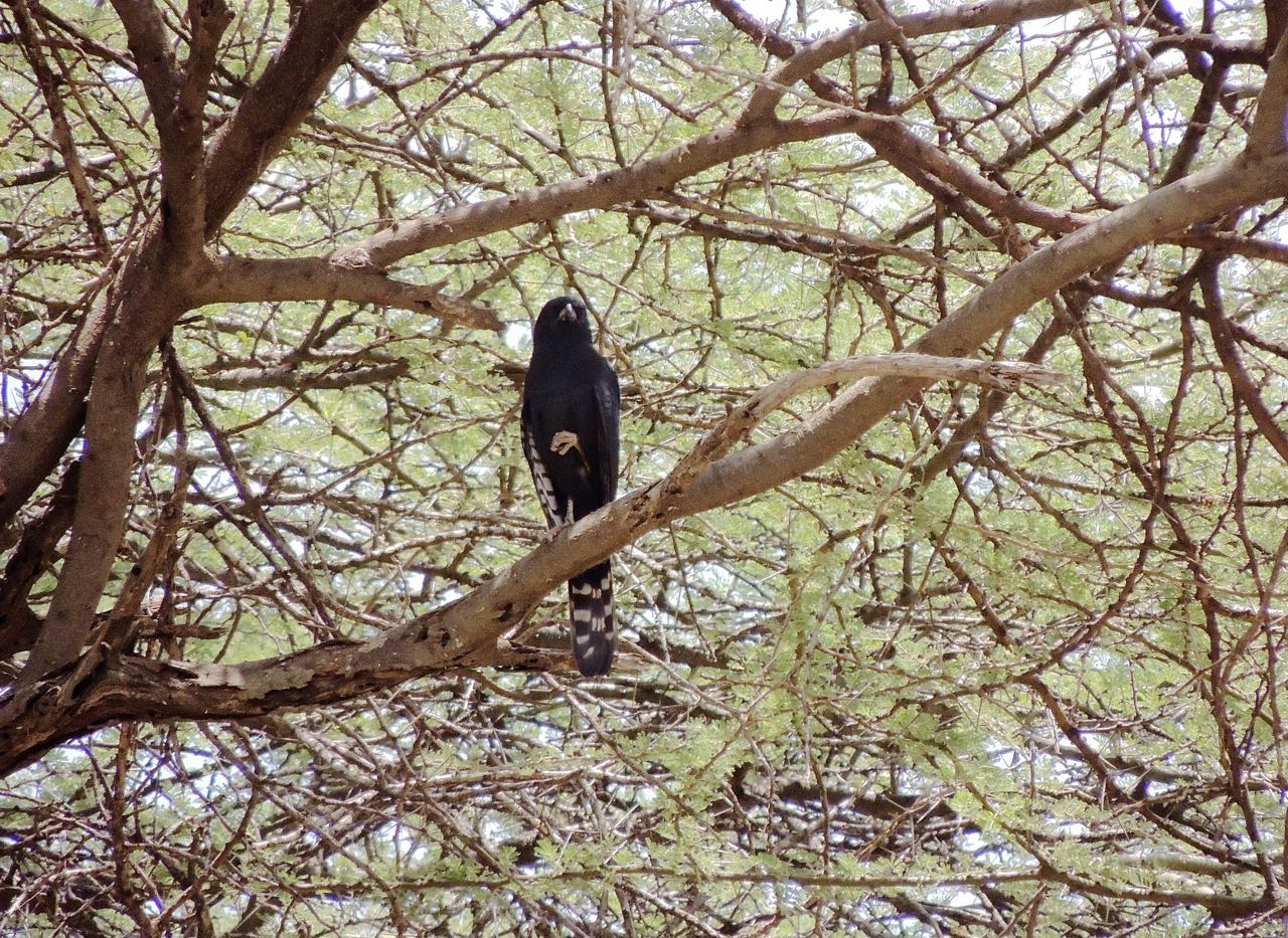 Gabar Goshawk