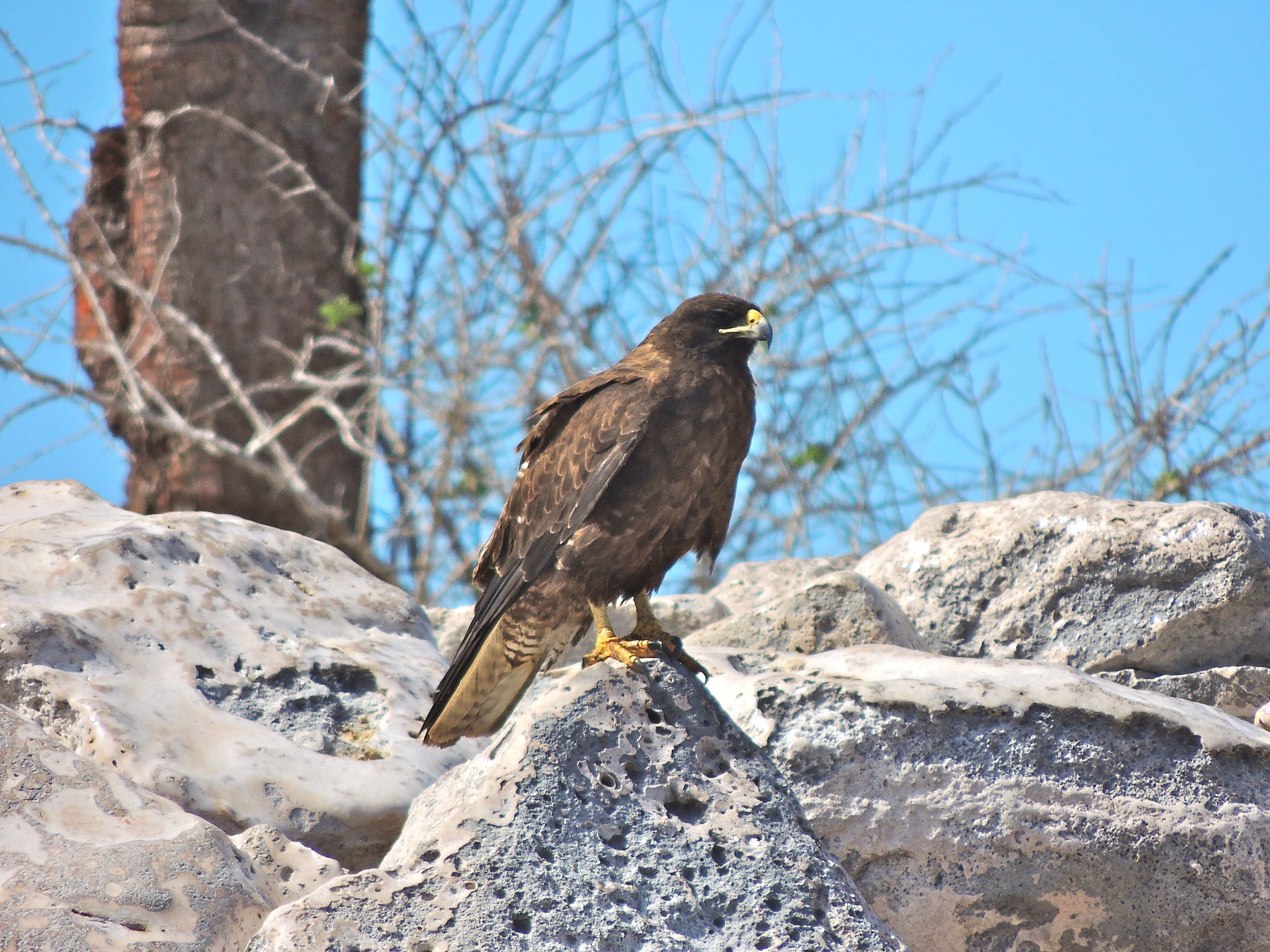 Galapagos Hawk