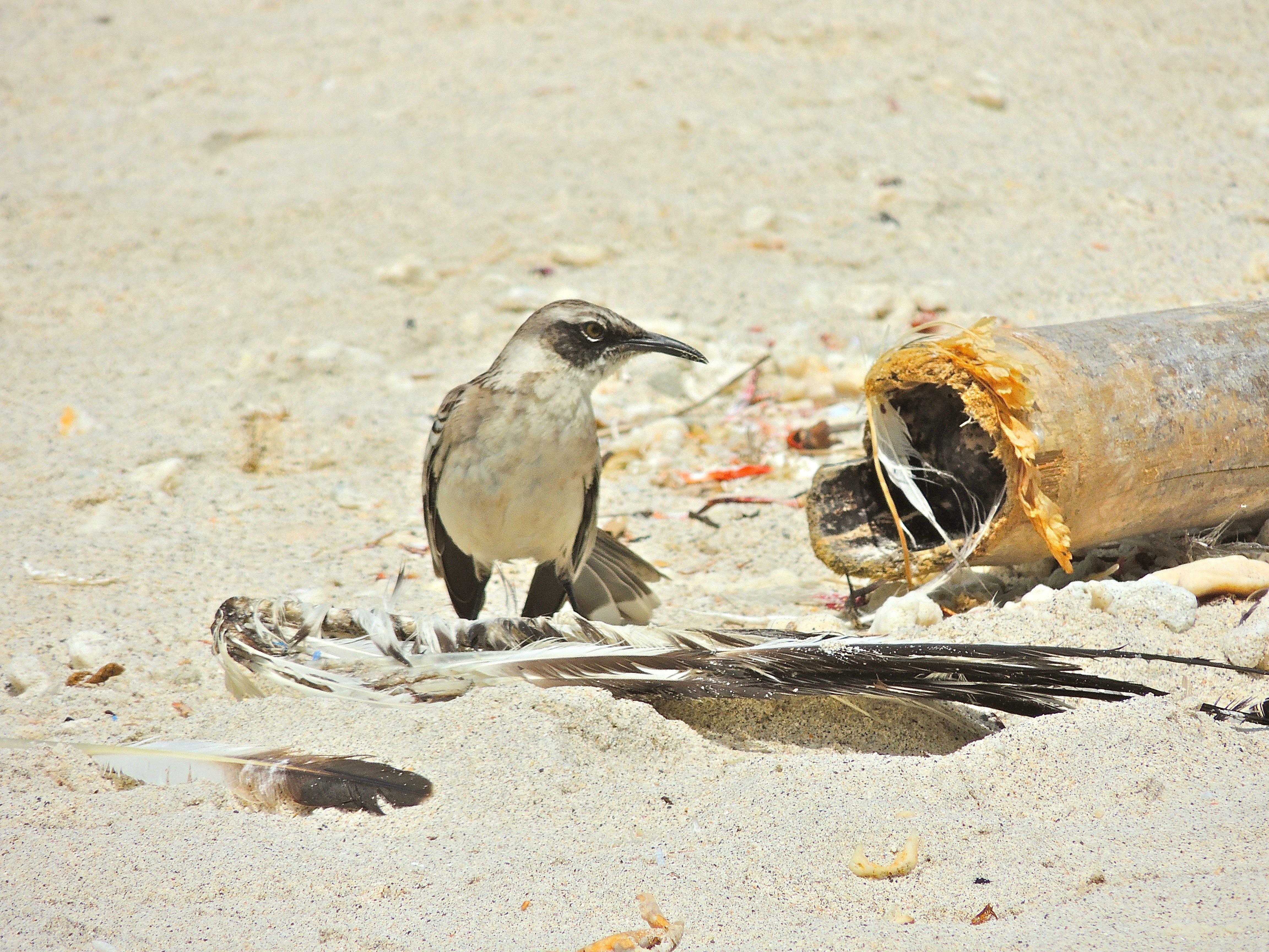 Galapagos Mockingbird