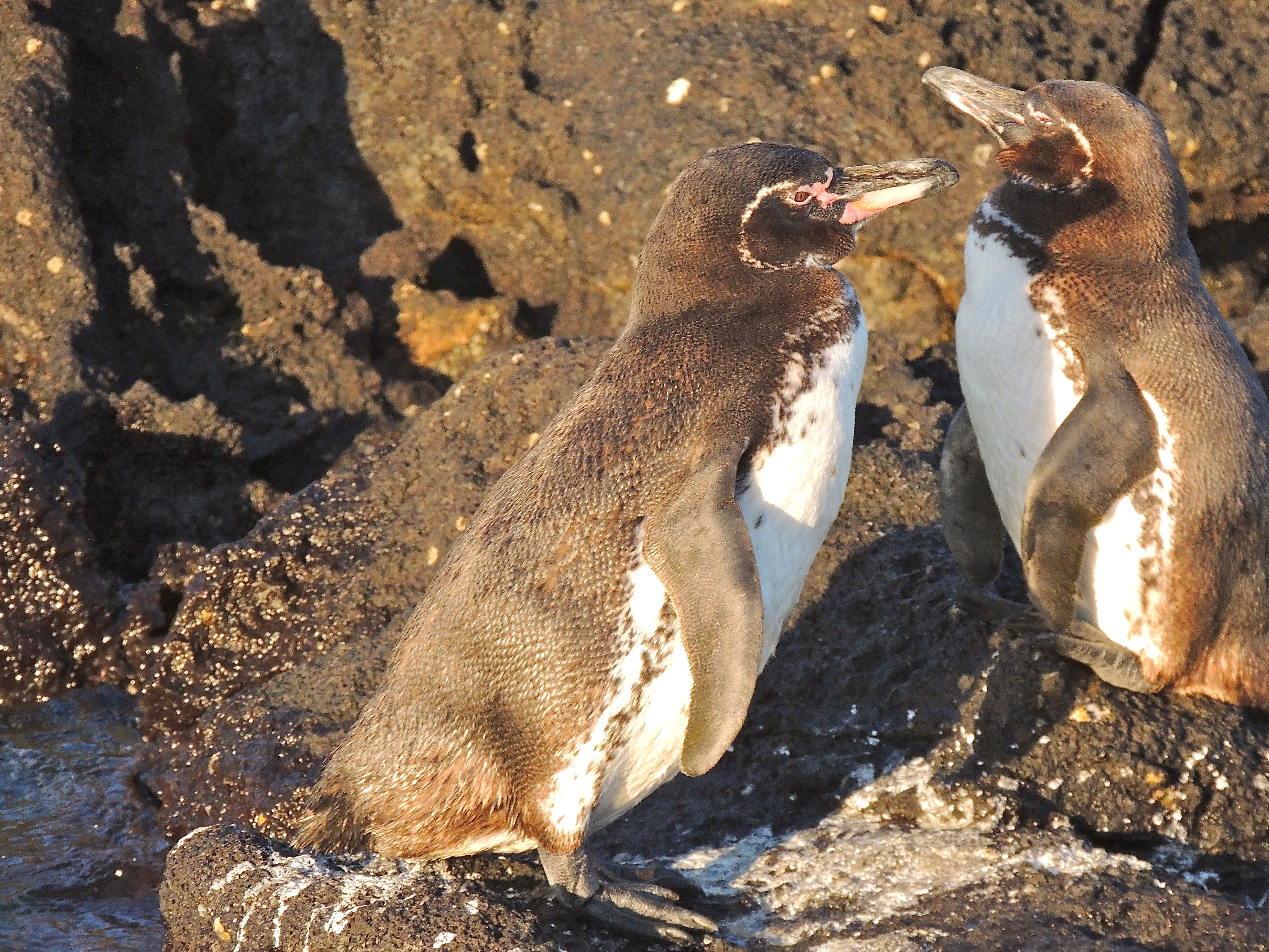 Galapagos Penguins