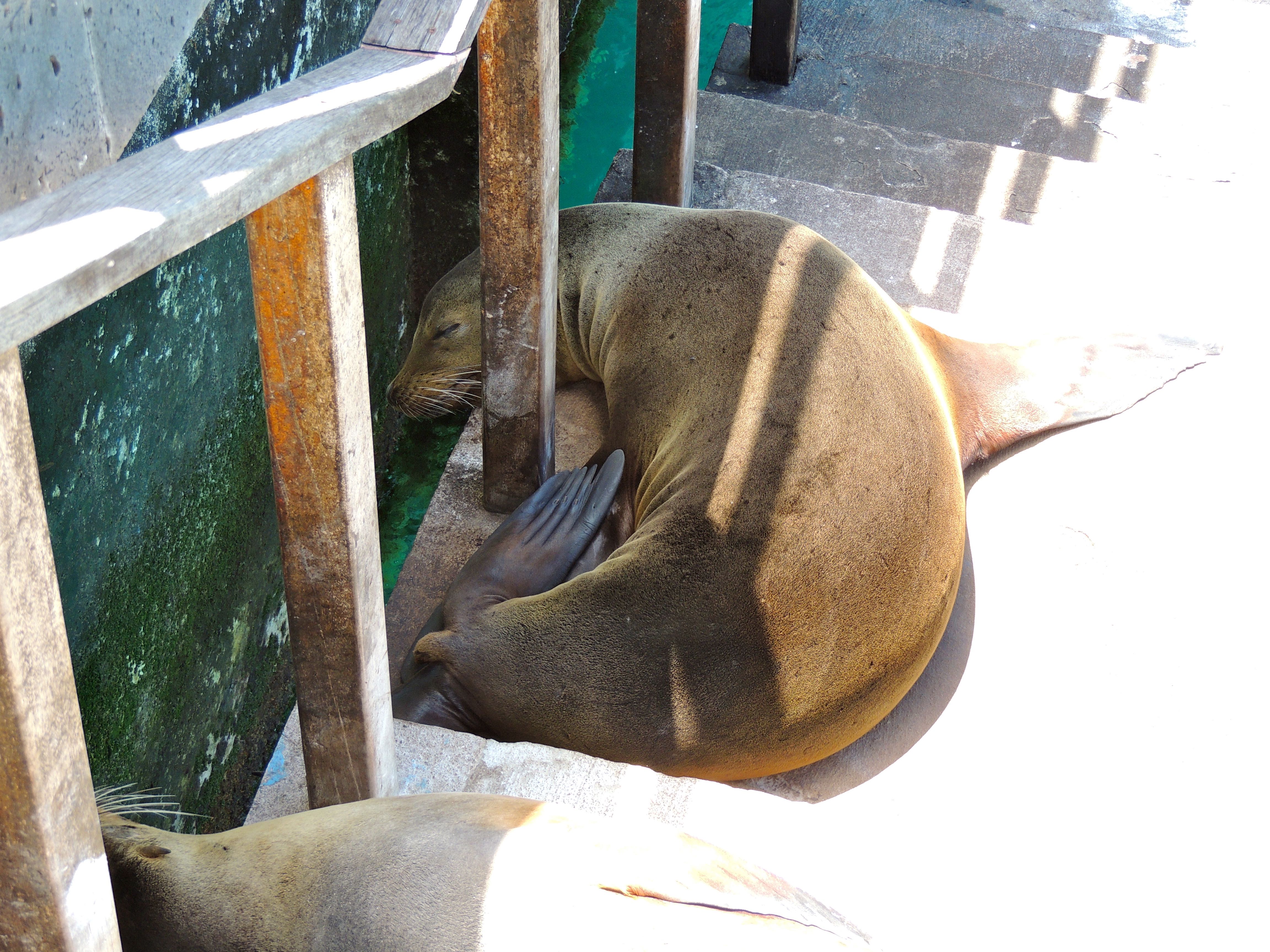 Galapagos Sea Lion