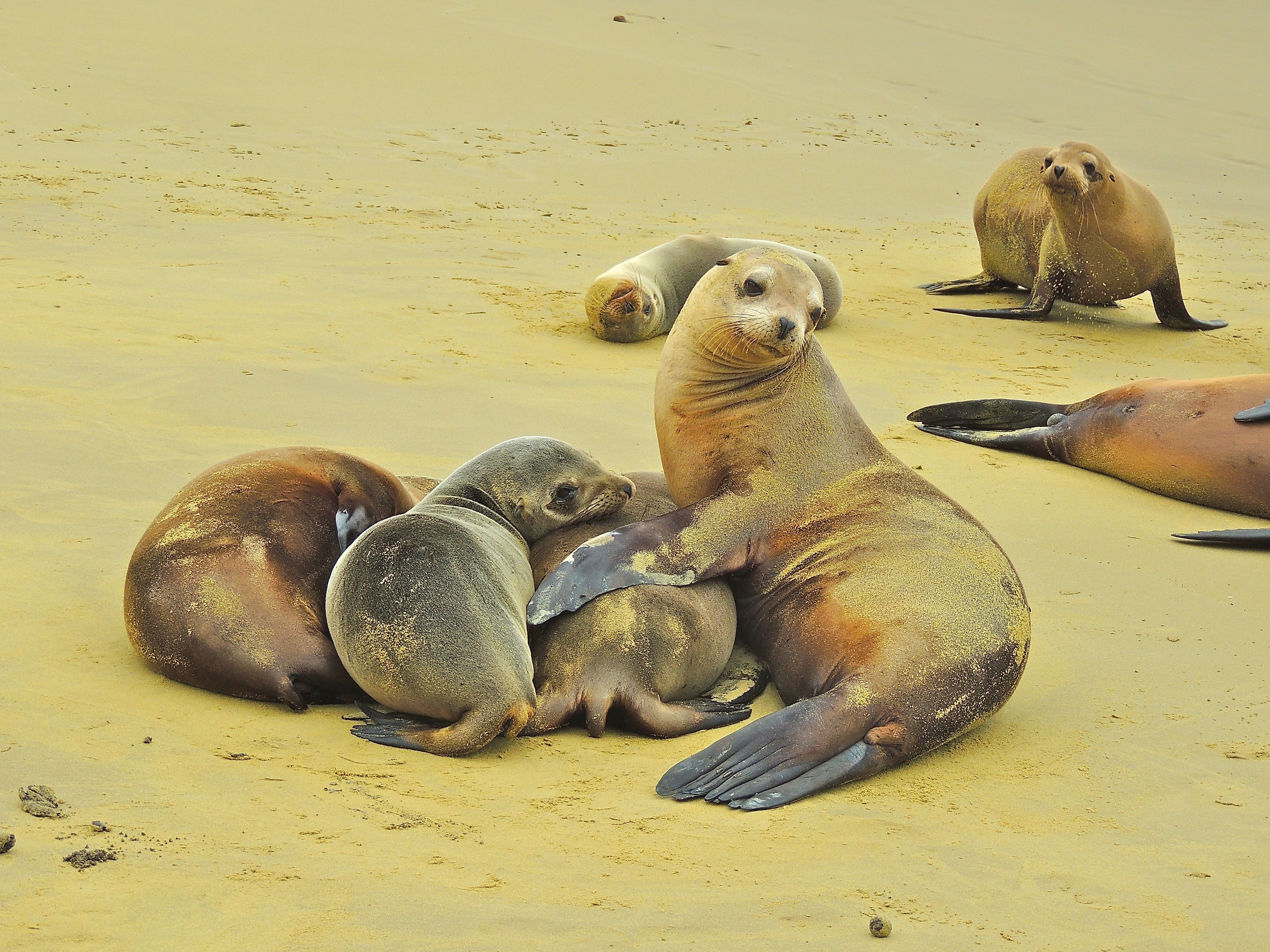 Galapagos Sea Lion