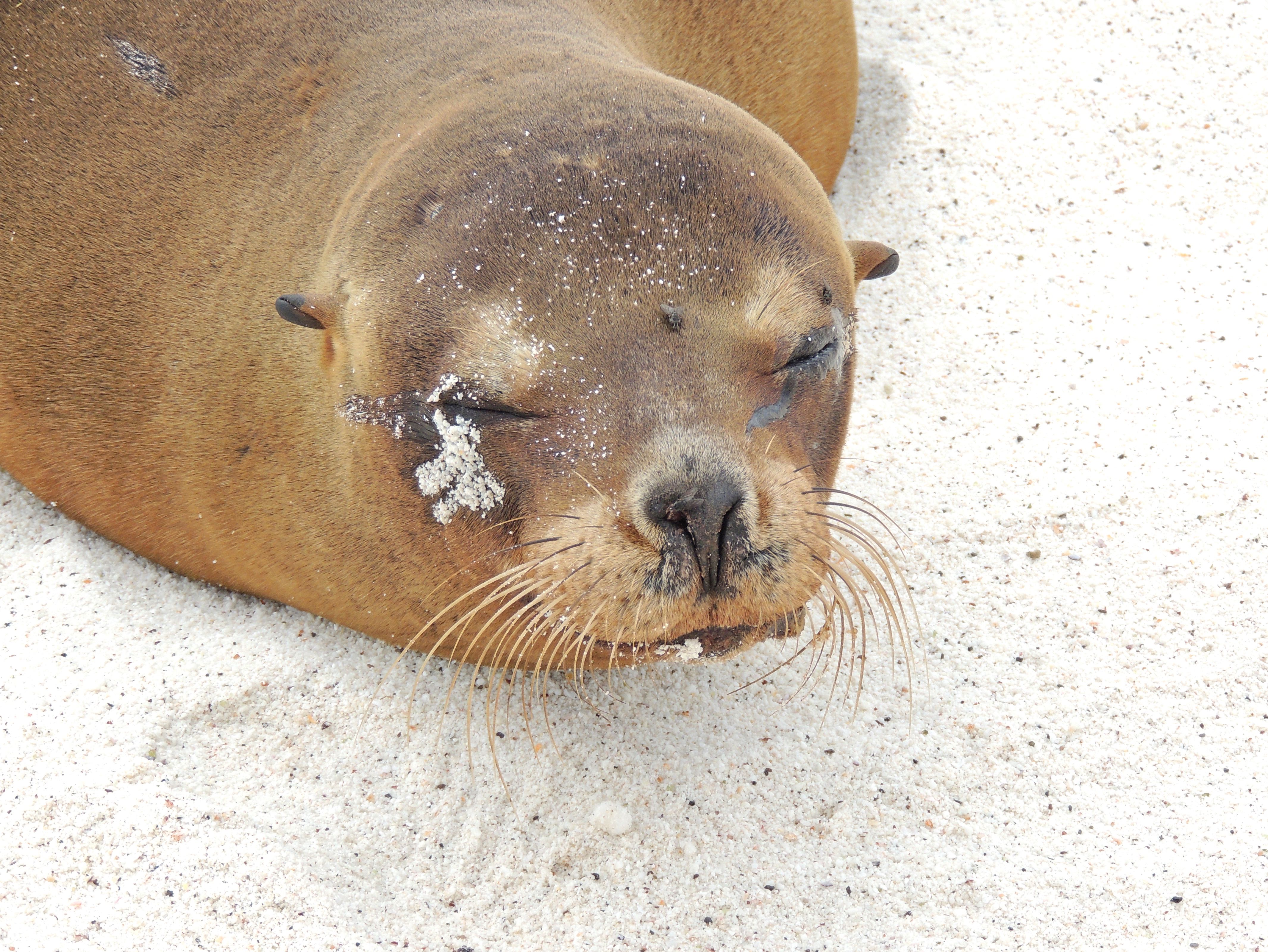 Galapagos Sea Lion