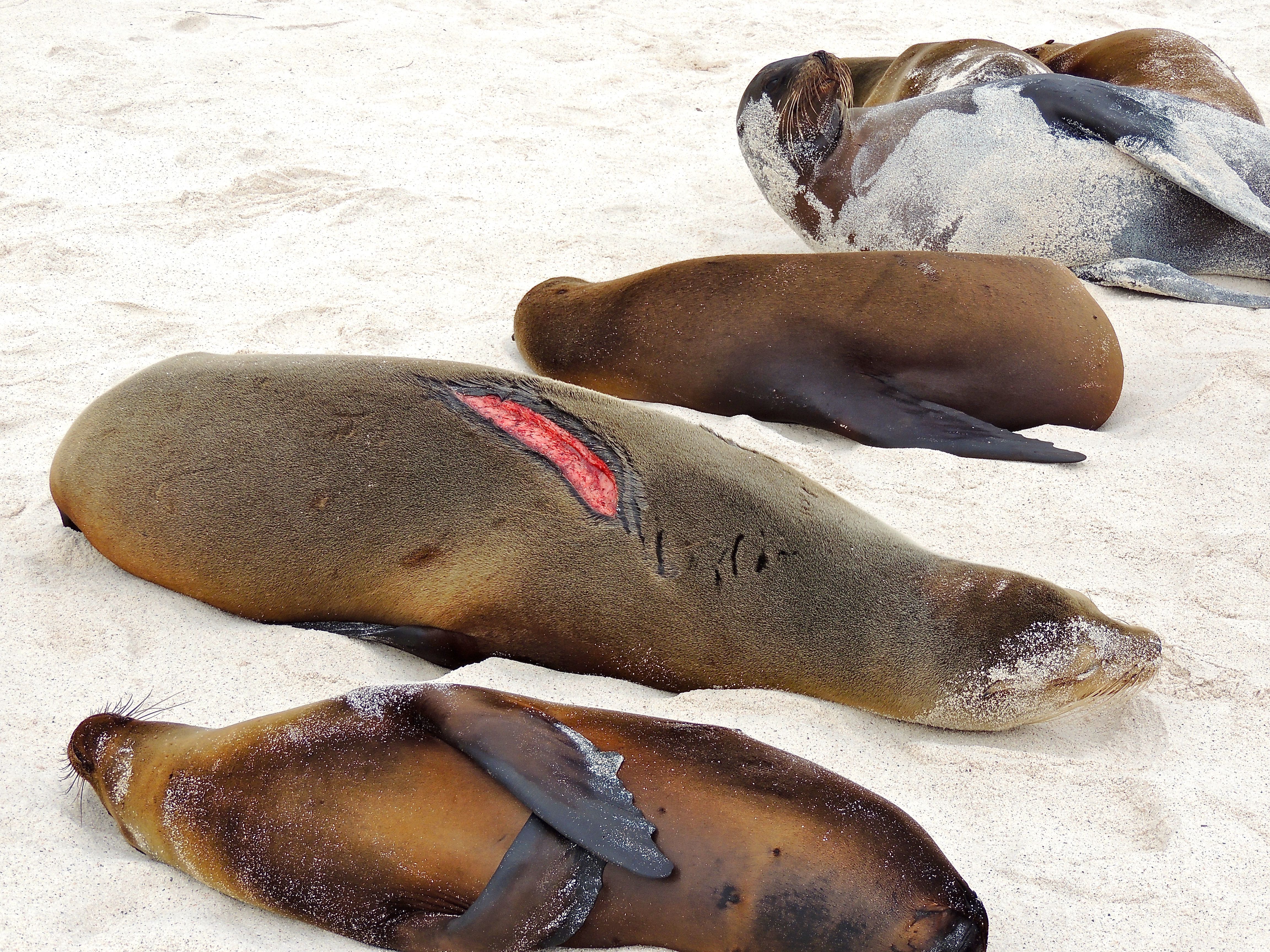 Galapagos Sea Lions