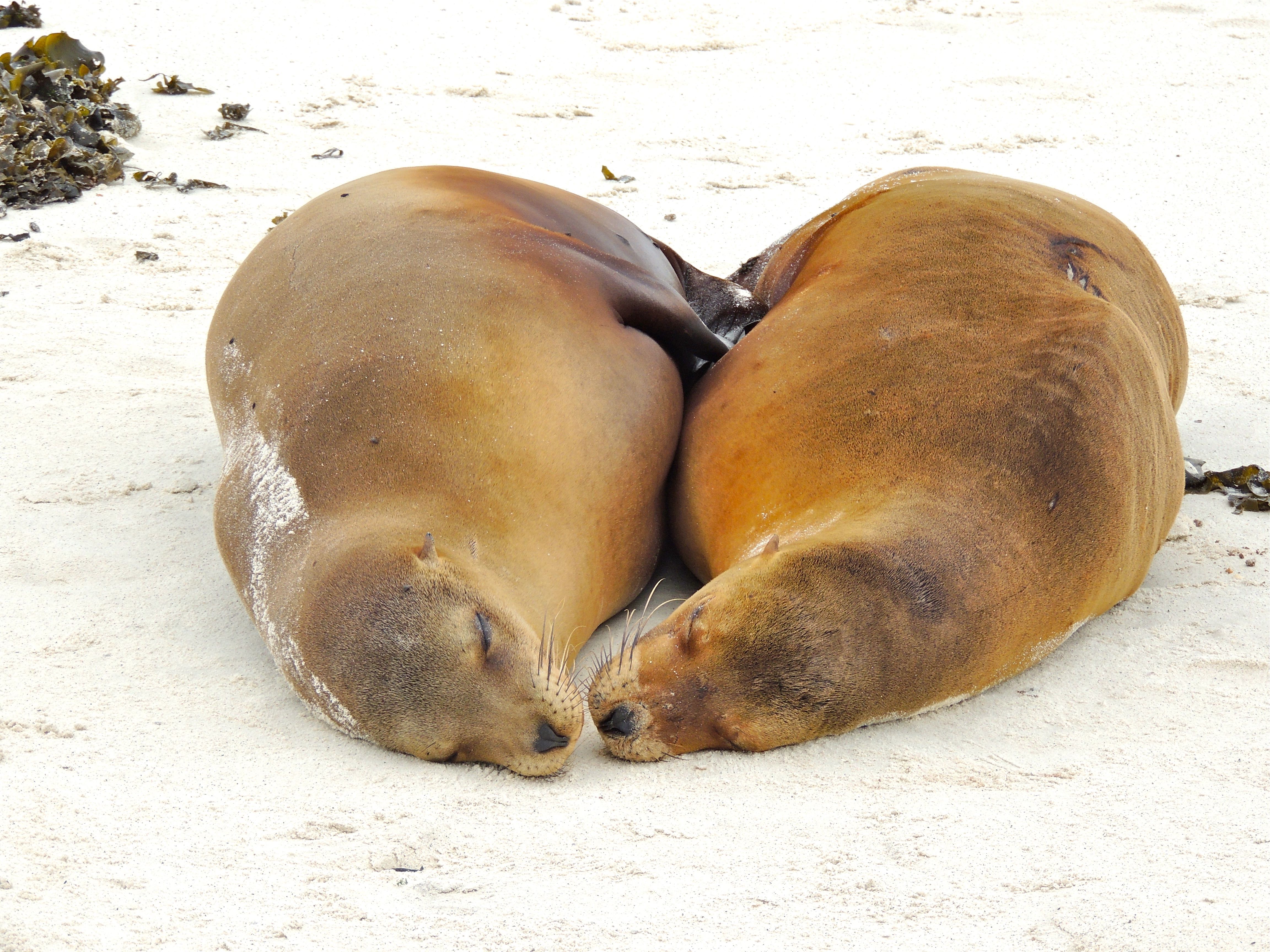 Galapagos Sea Lions