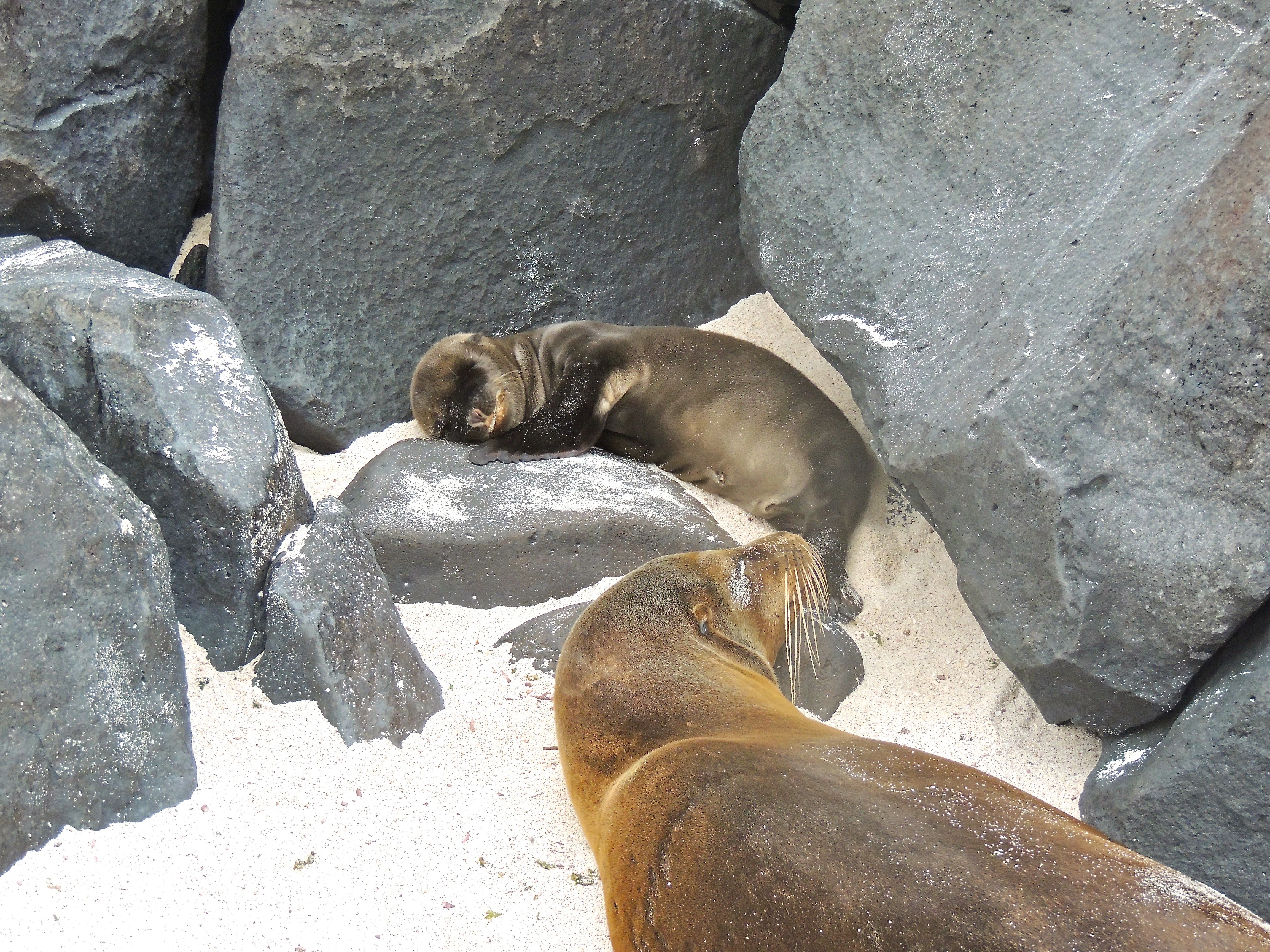 Galapagos Sea Lion