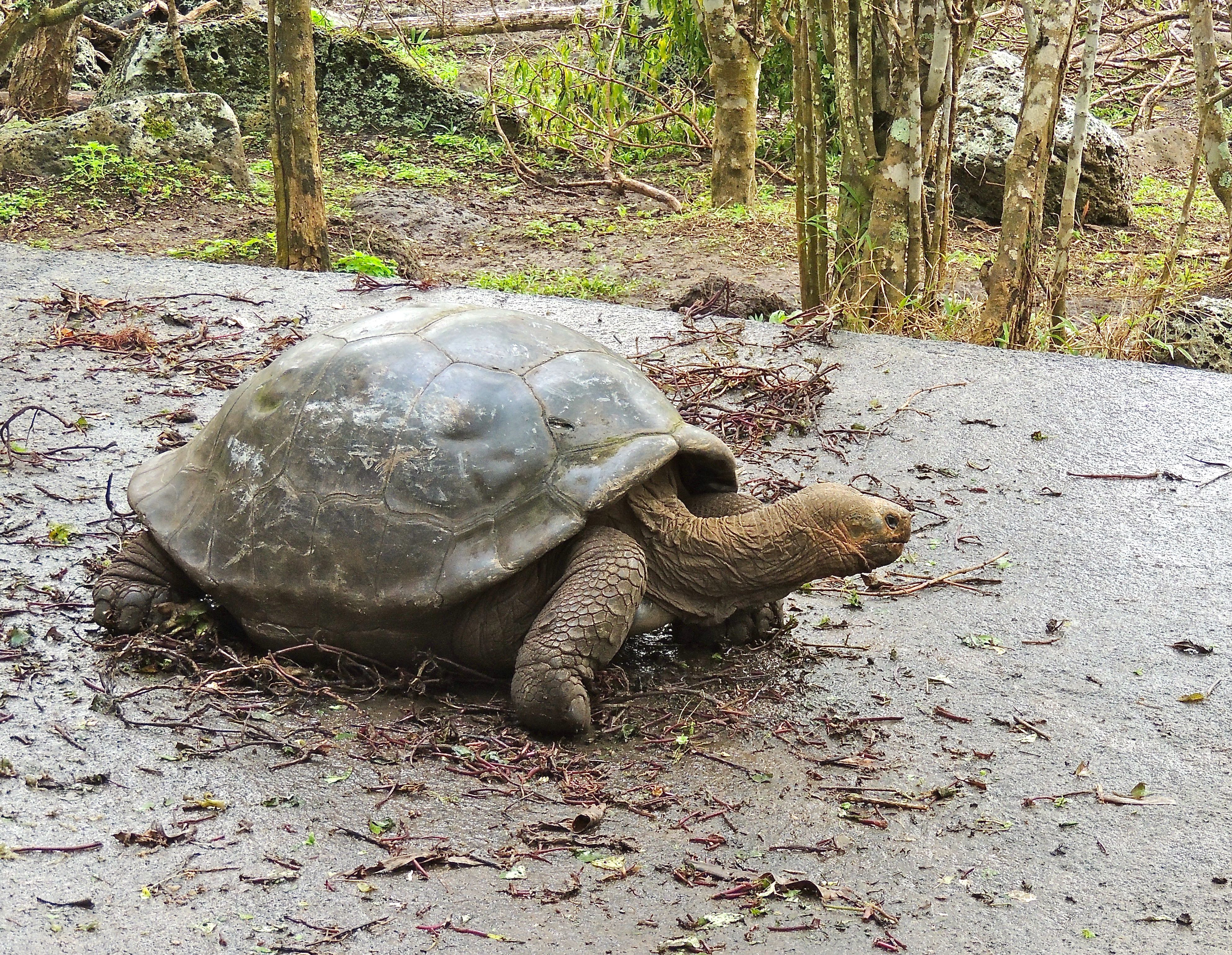 Galapagos Tortoise