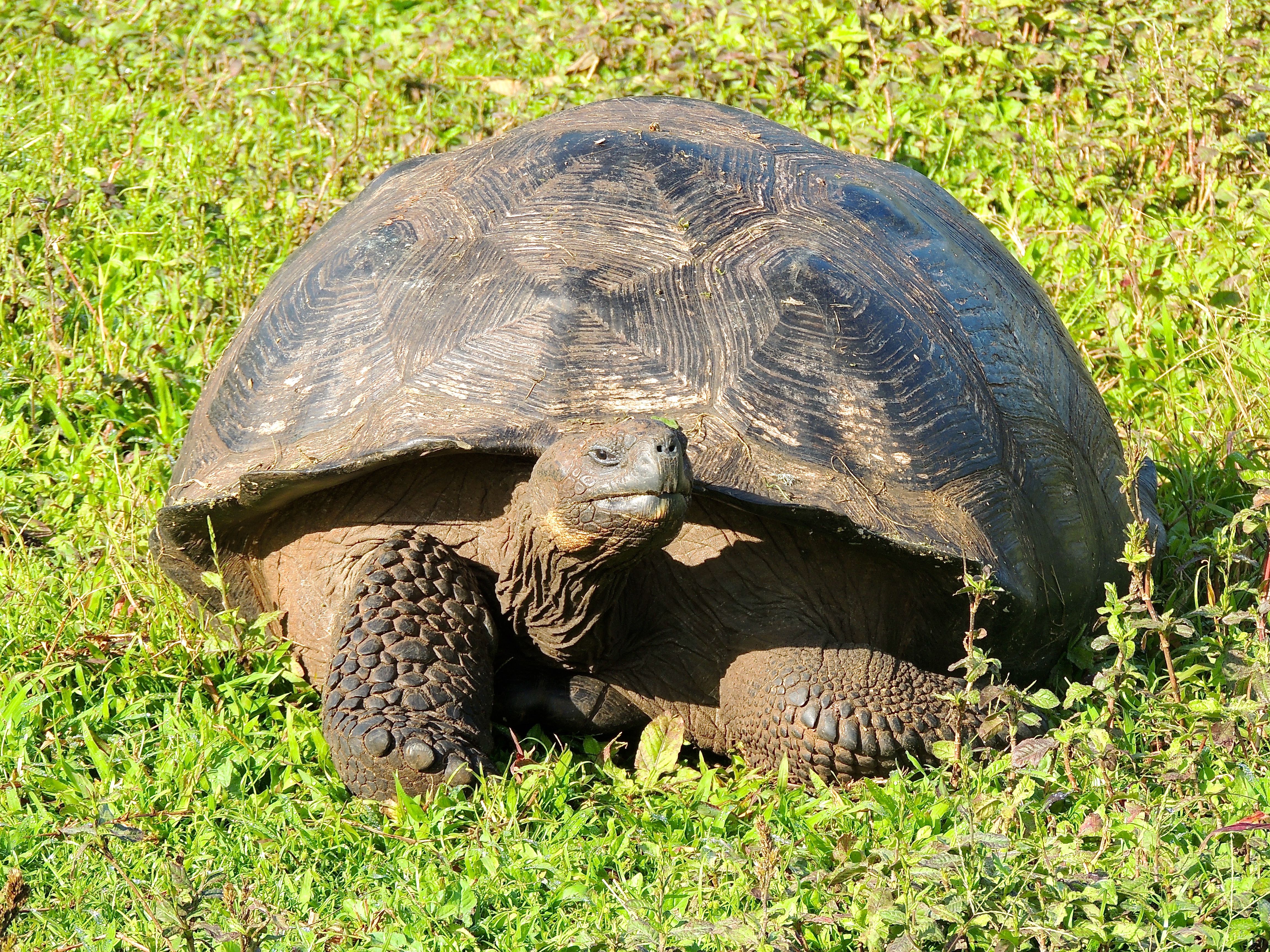 Galapagos Tortoise