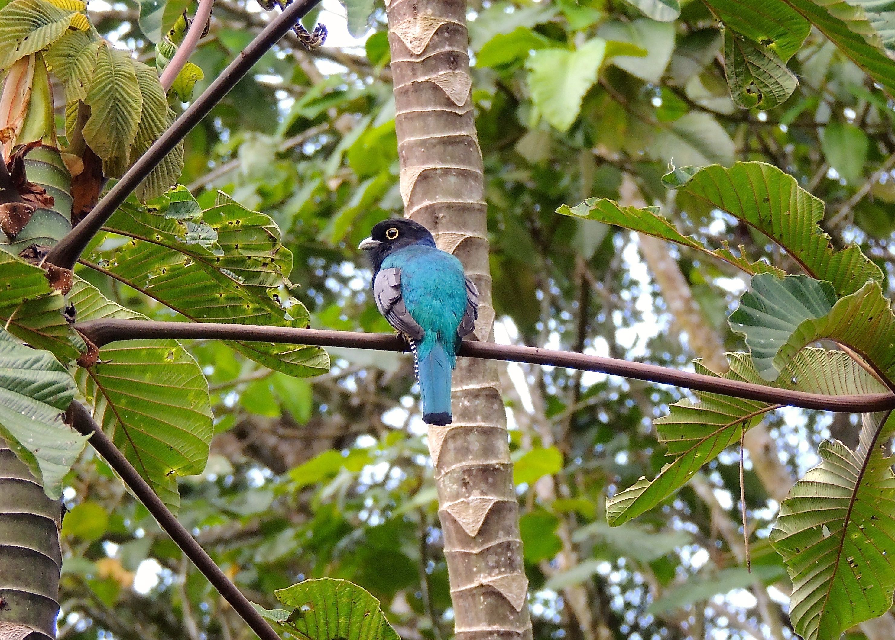 Gartered Trogon