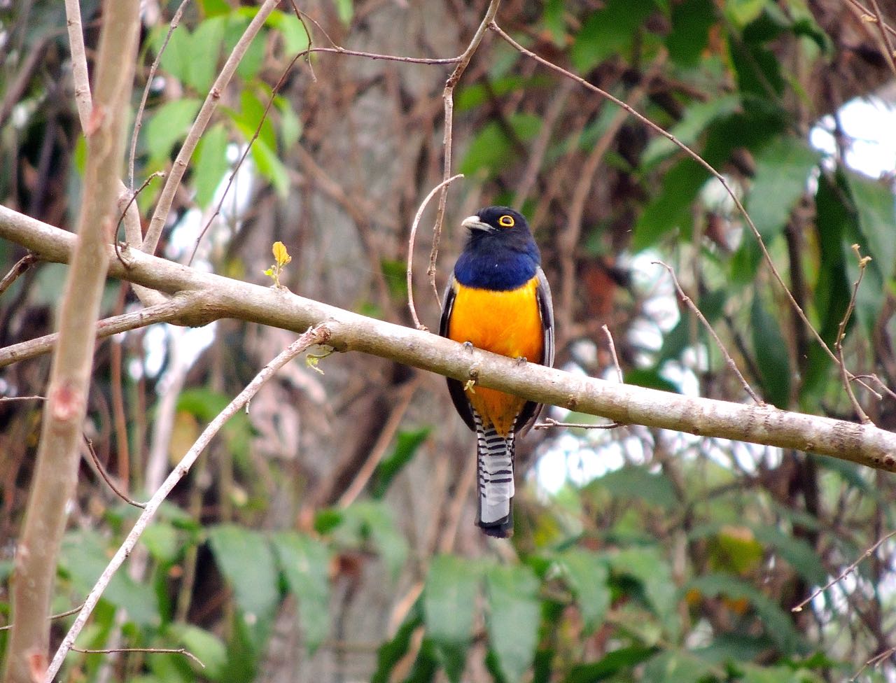 Gartered Trogon