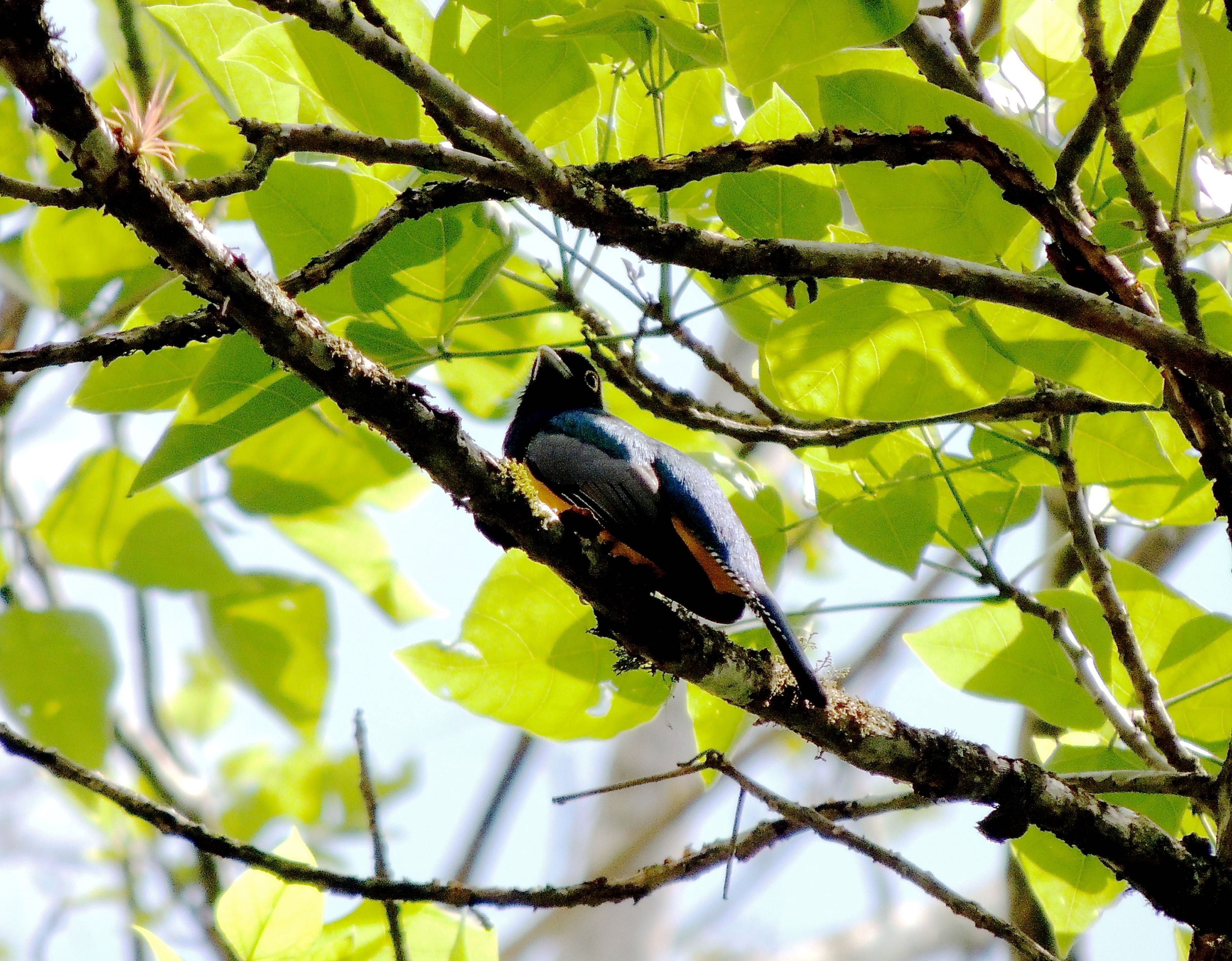 Gartered Trogon