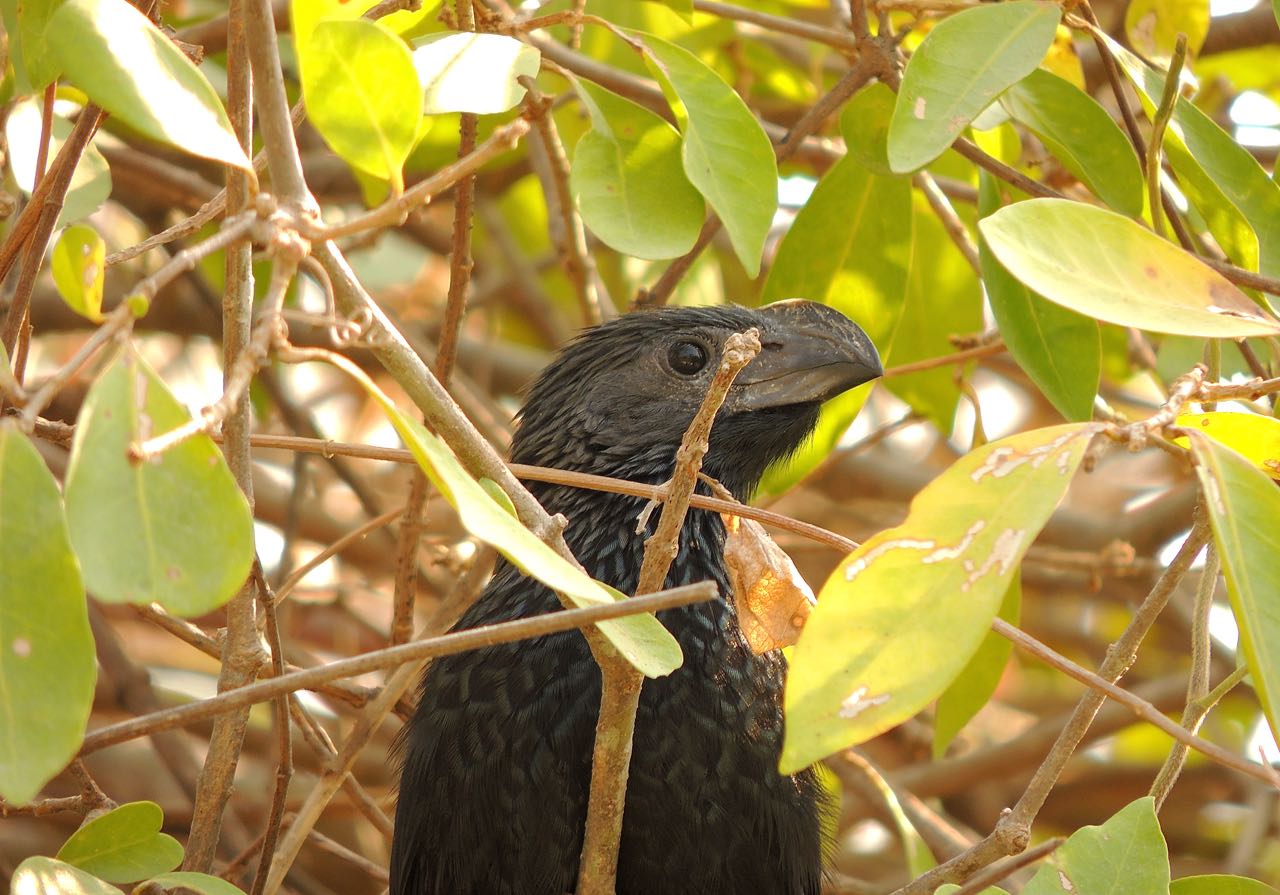 Groove-billed Ani