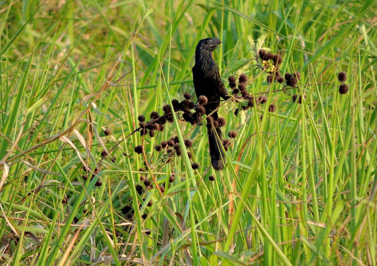 Groove-billed Ani