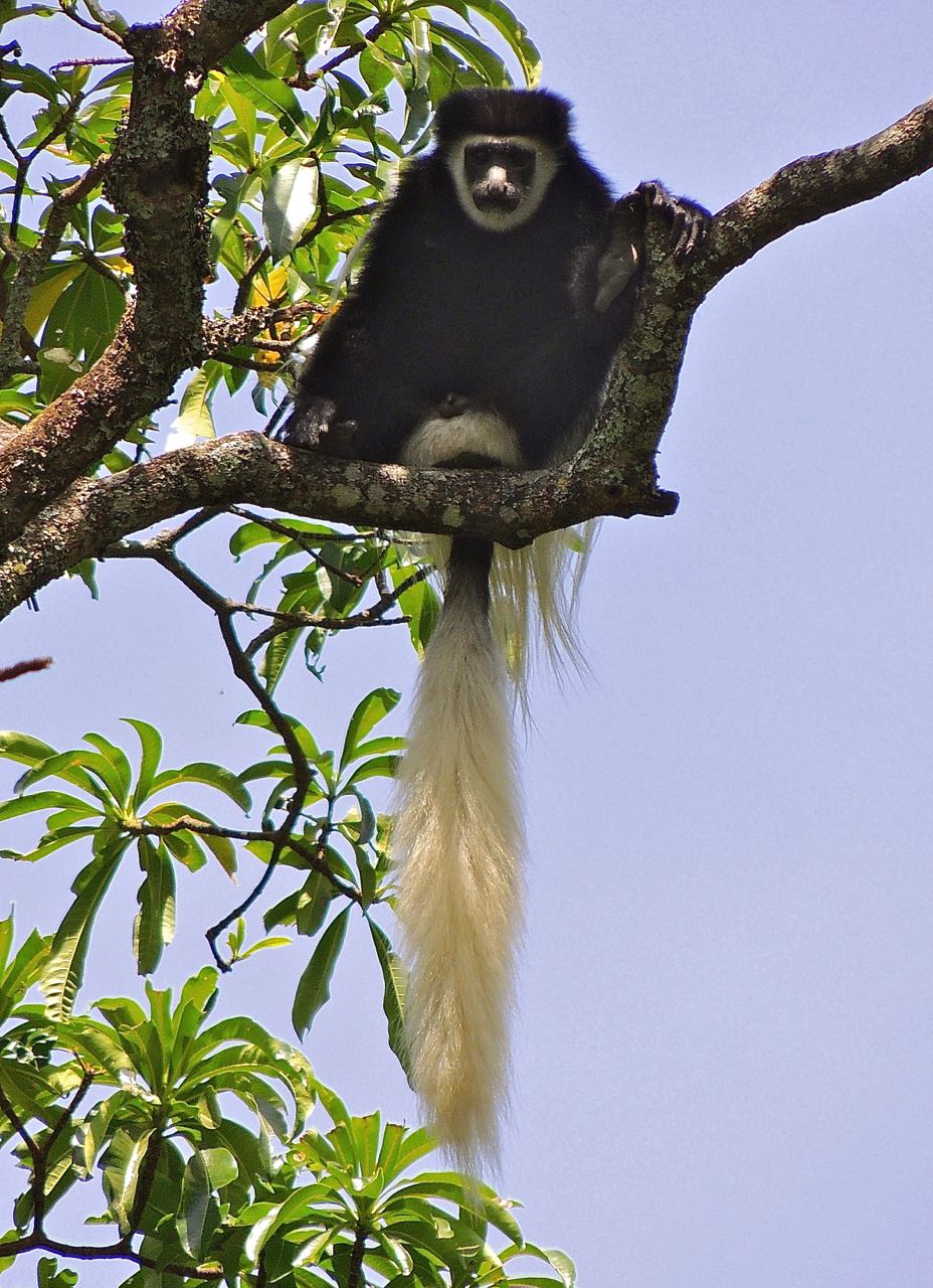 Guereza Black-and-white Colobus