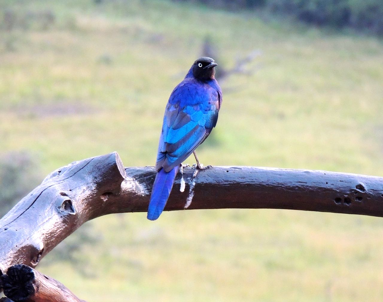 Greater Blue-eared Starling