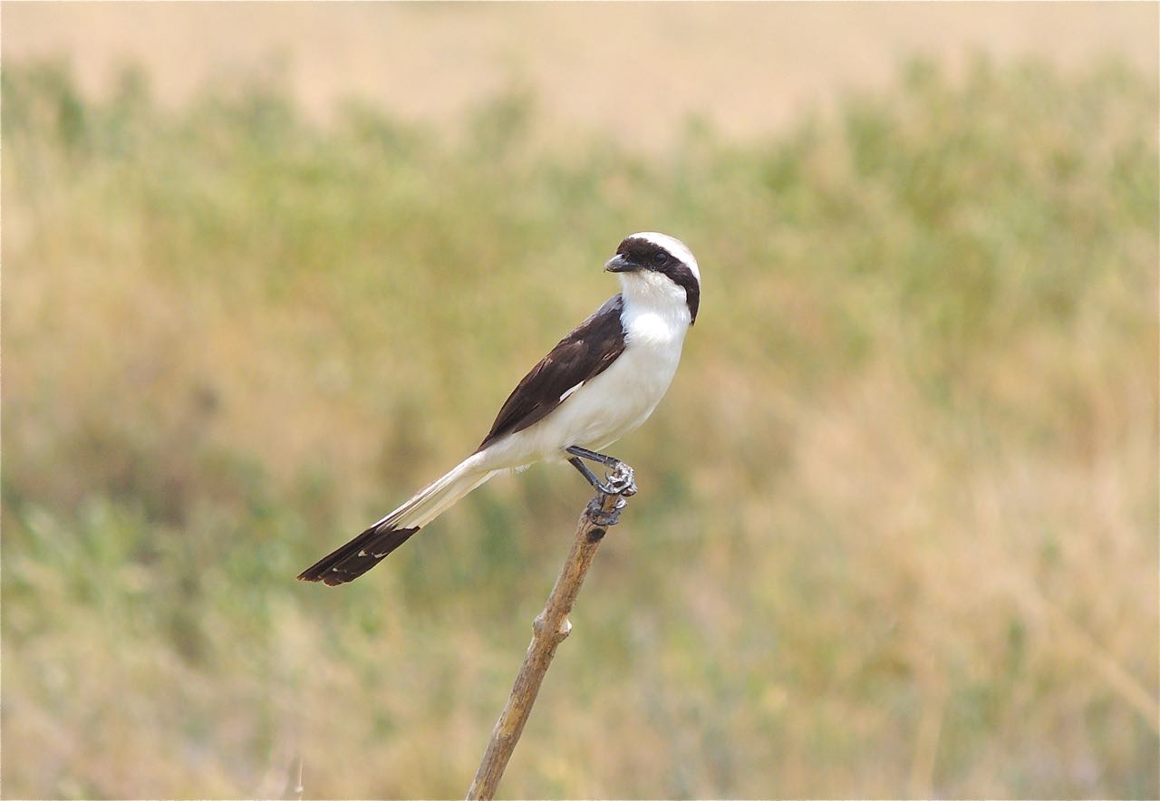 Grey-backed Fiscal