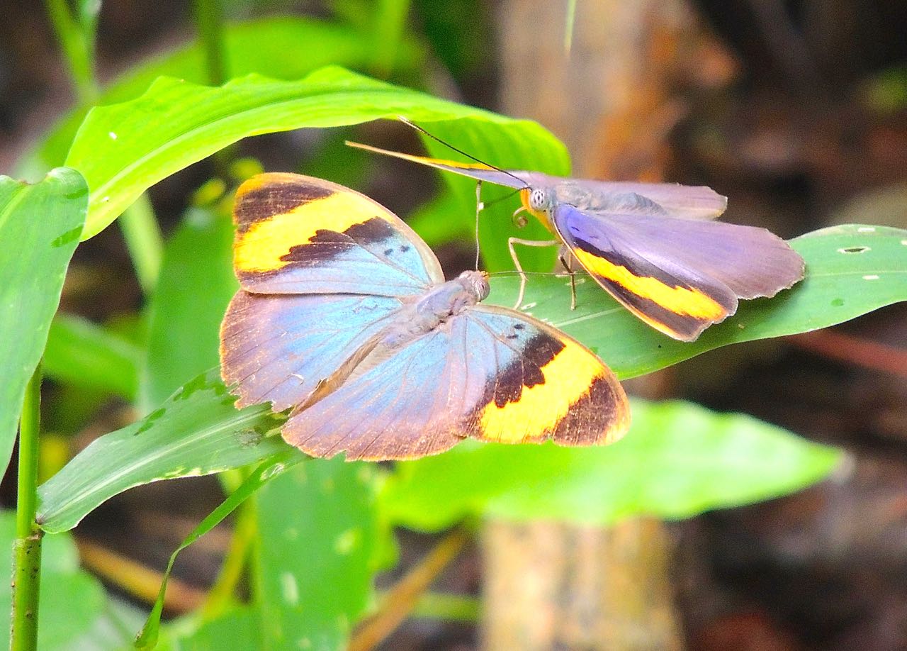 Gold-banded Foresters