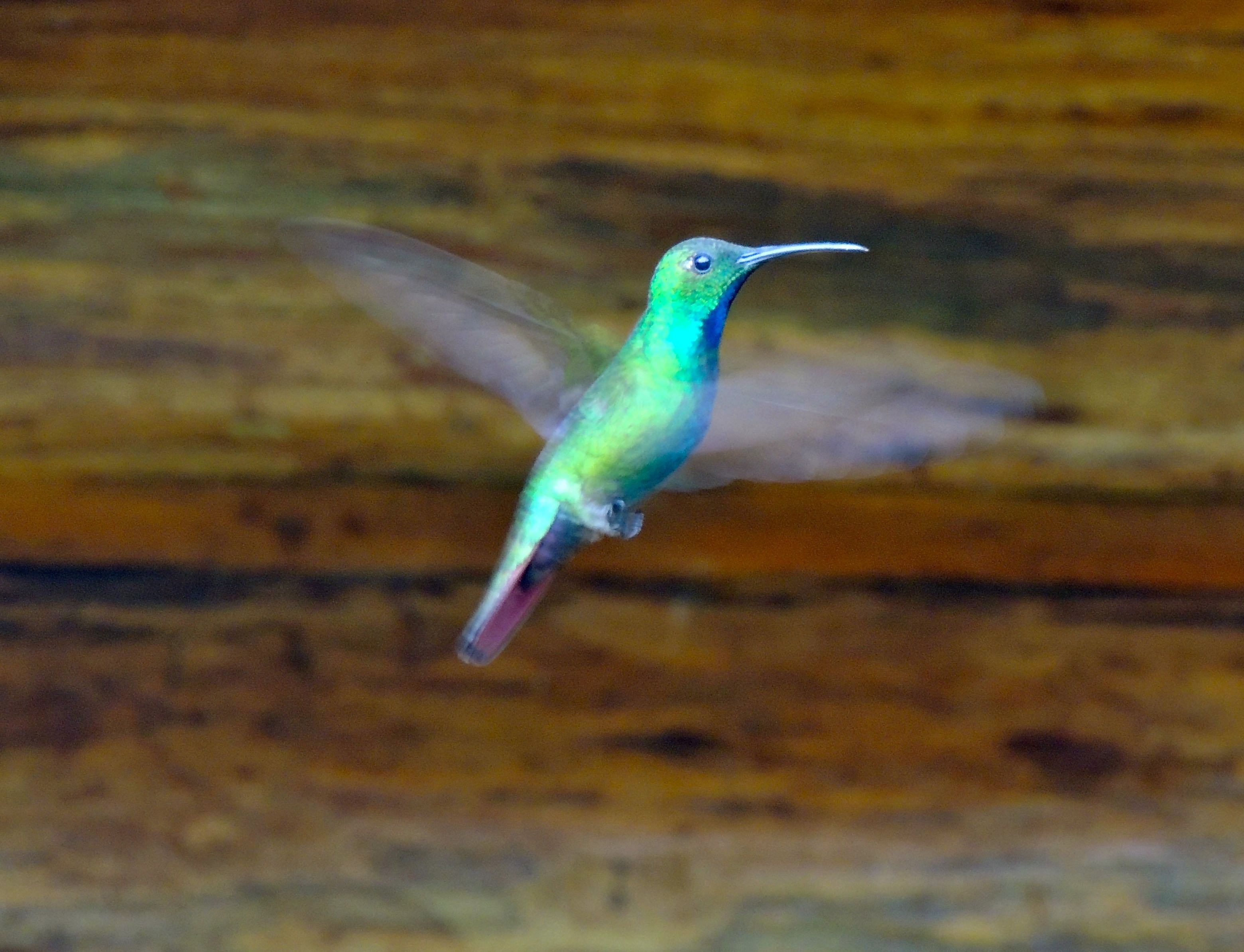 Green-breasted Mango