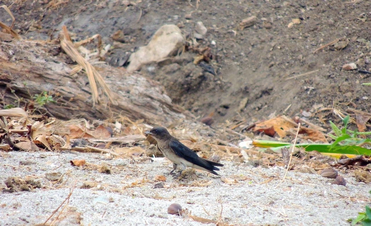 Gray-breasted Martin