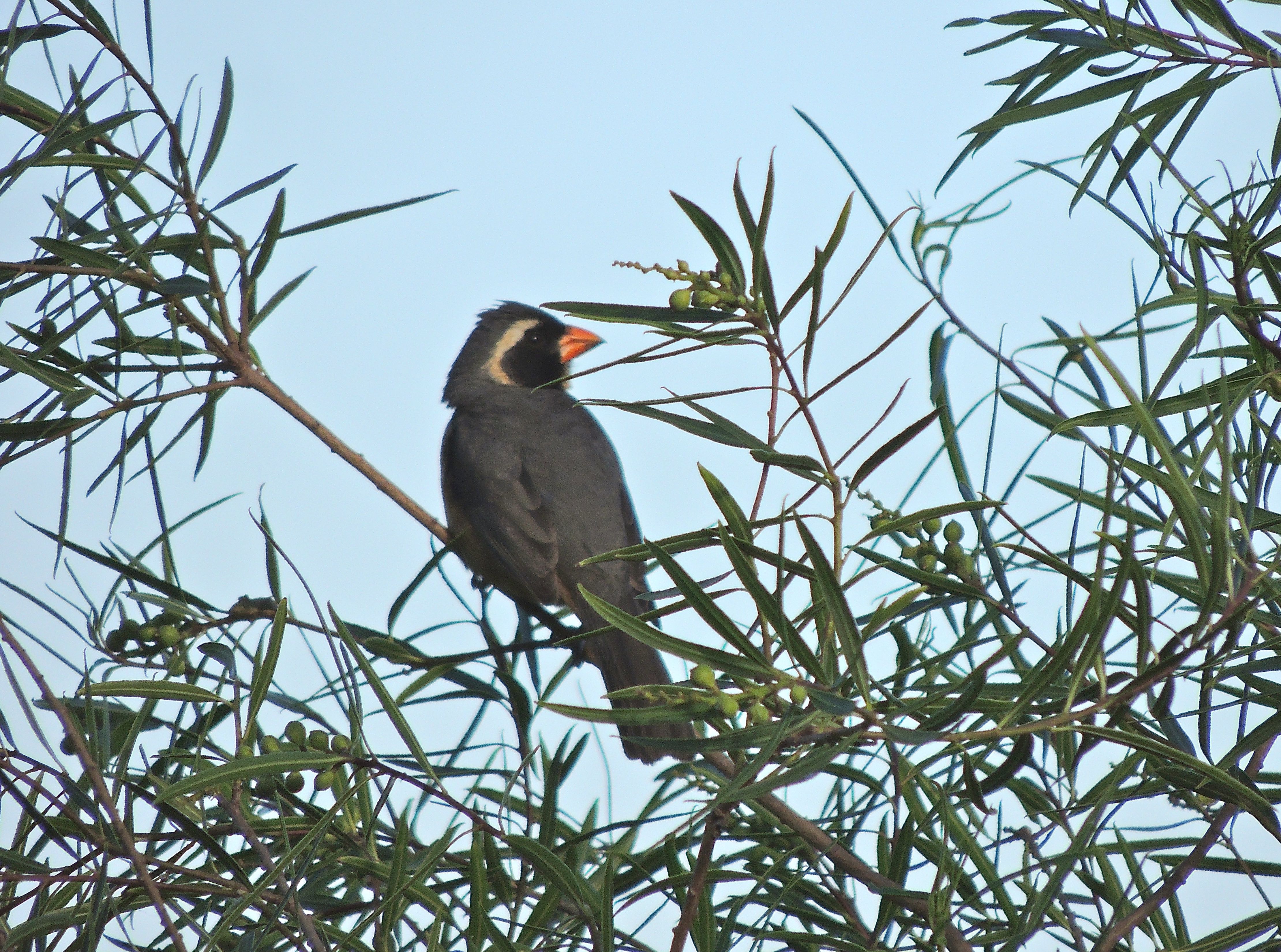 Golden-billed Saltator