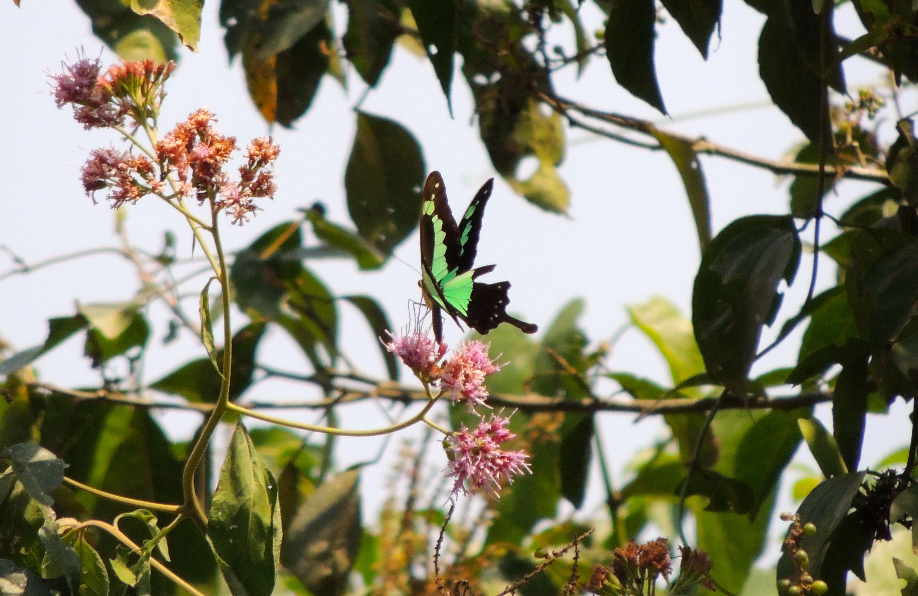 Green-banded Swallowtail