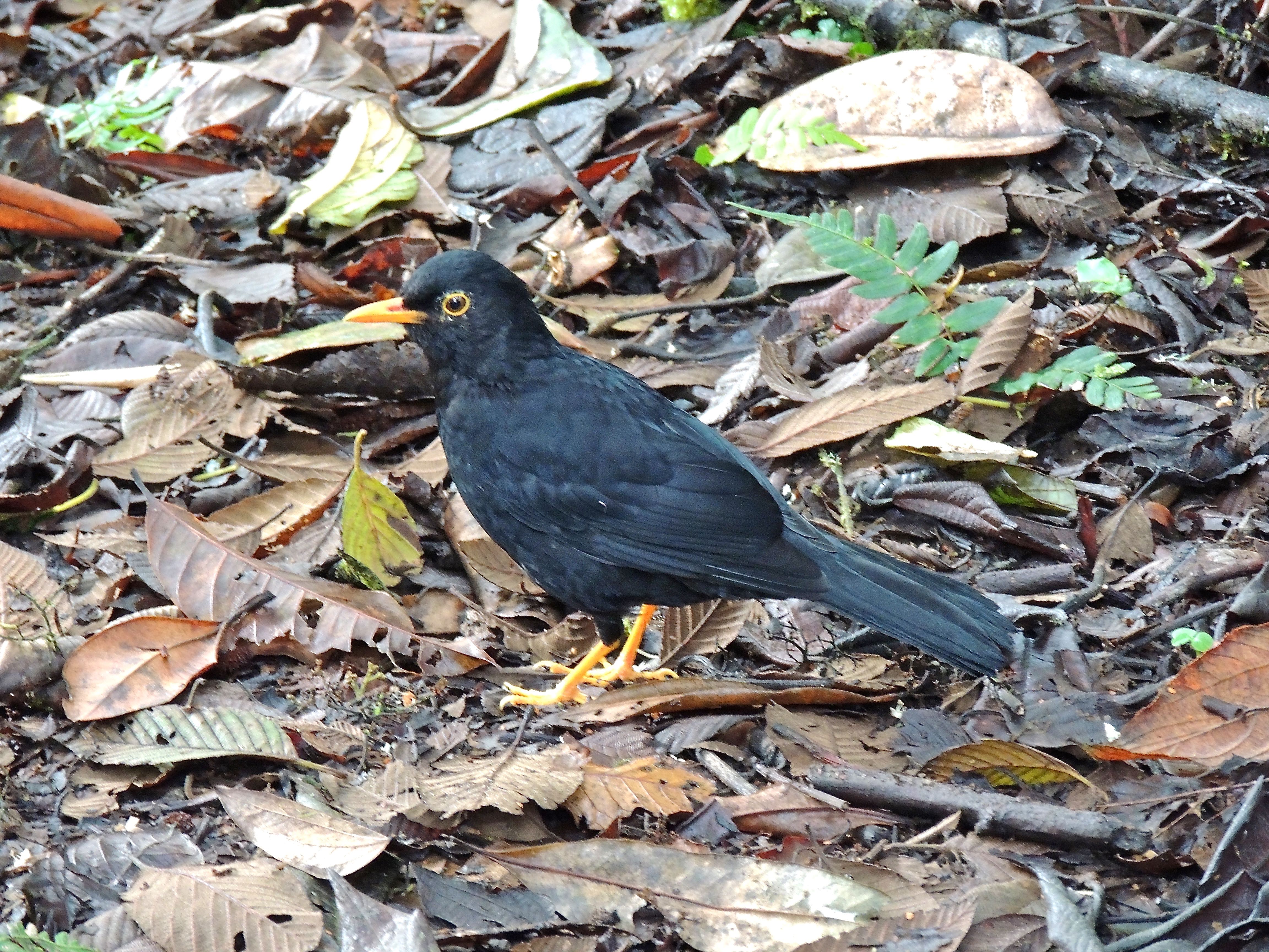 Glossy-black Thrush