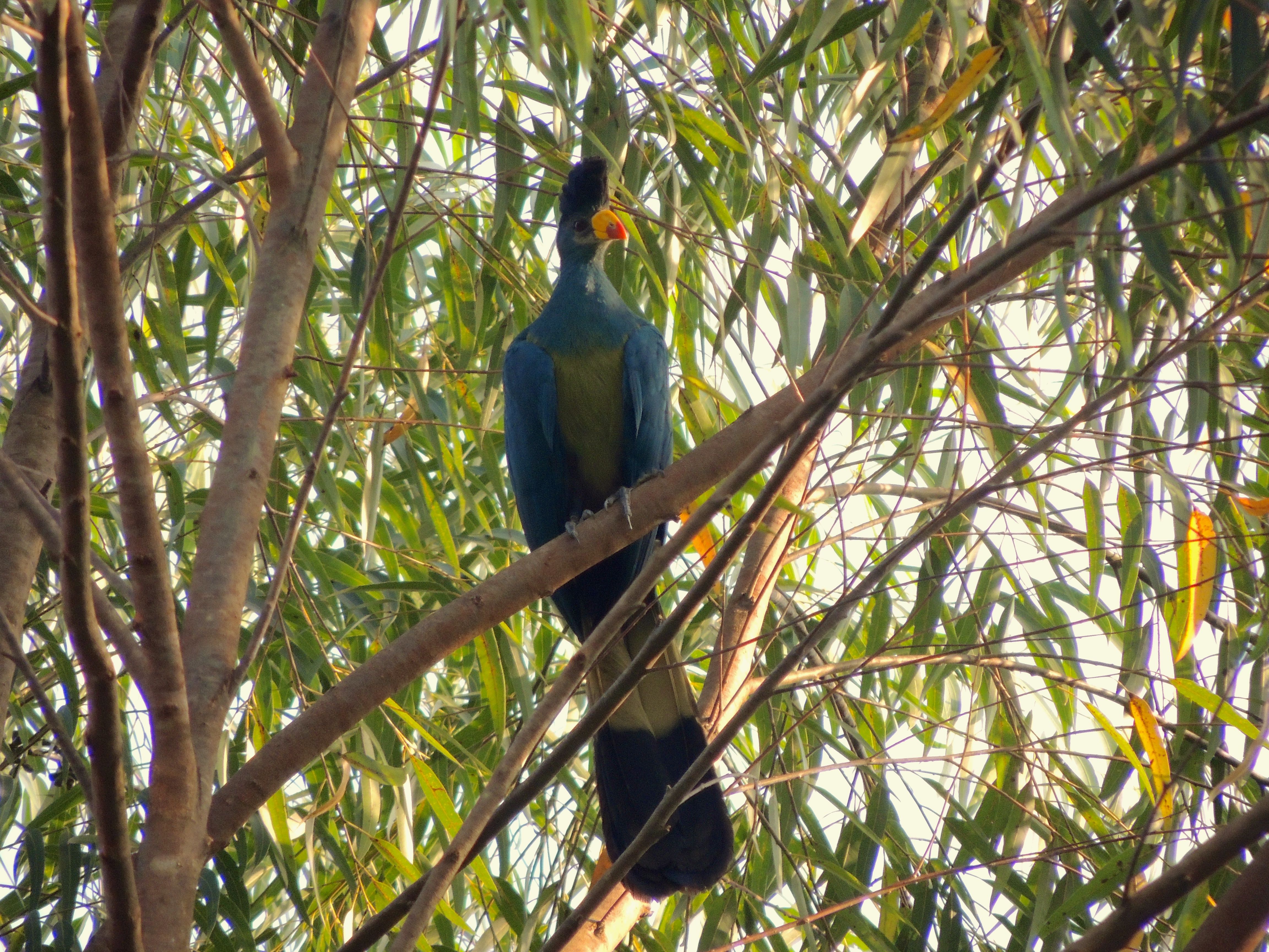 Great Blue Turaco