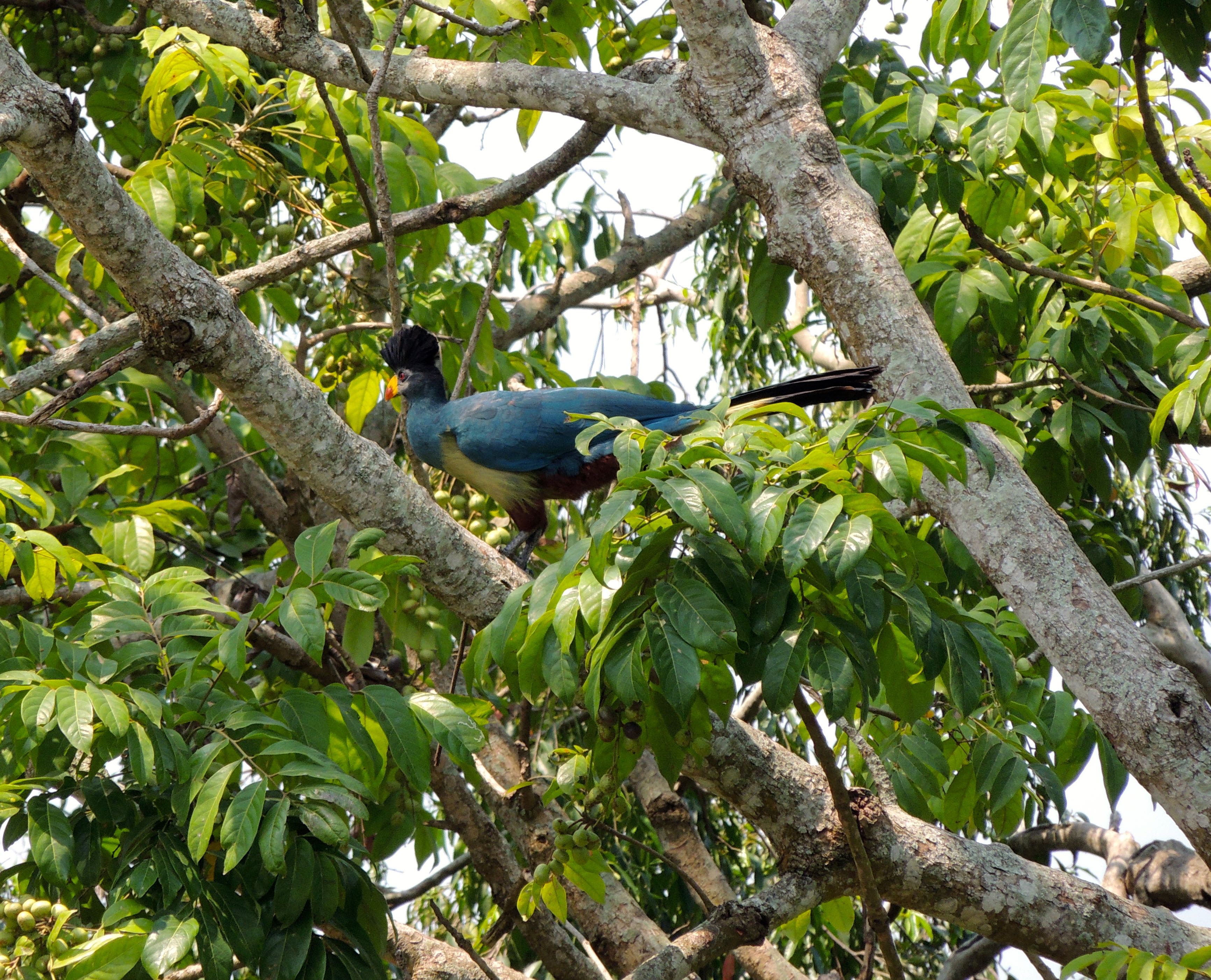 Great Blue Turaco